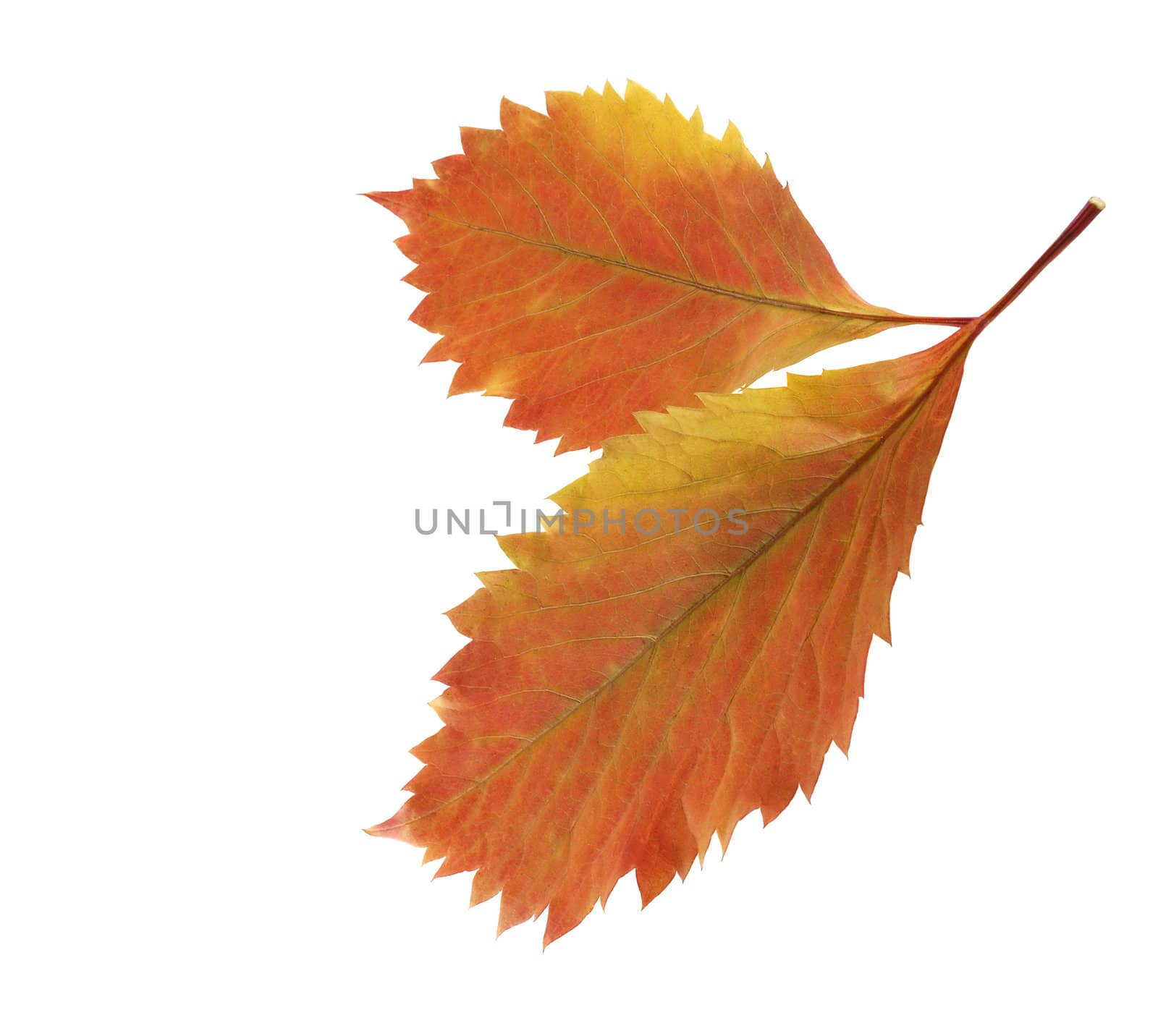 Two autumn leaf. It is isolated on a white background.