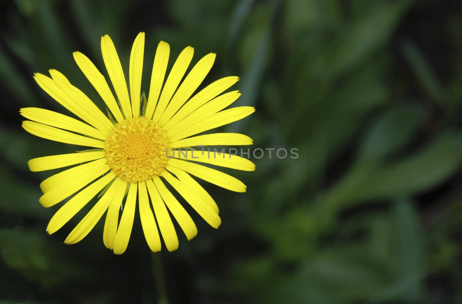Yellow flower (with the dim background from a grass)