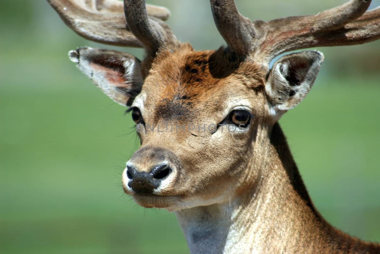 A deer in a safari park taken from a car.