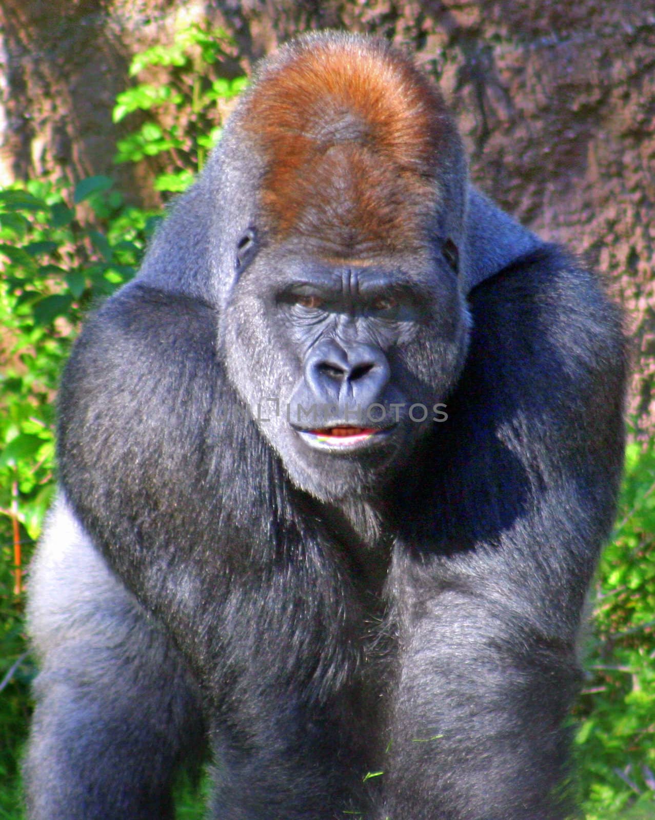 This gorilla was looking straight at me!