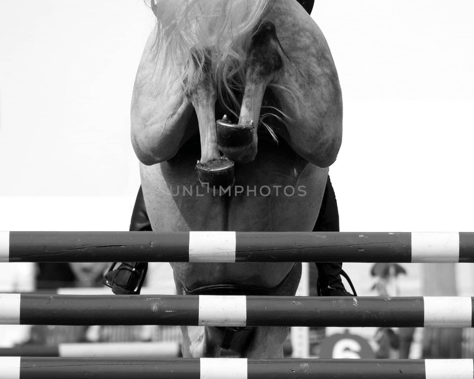 The backside of a horse jumping over a fence.