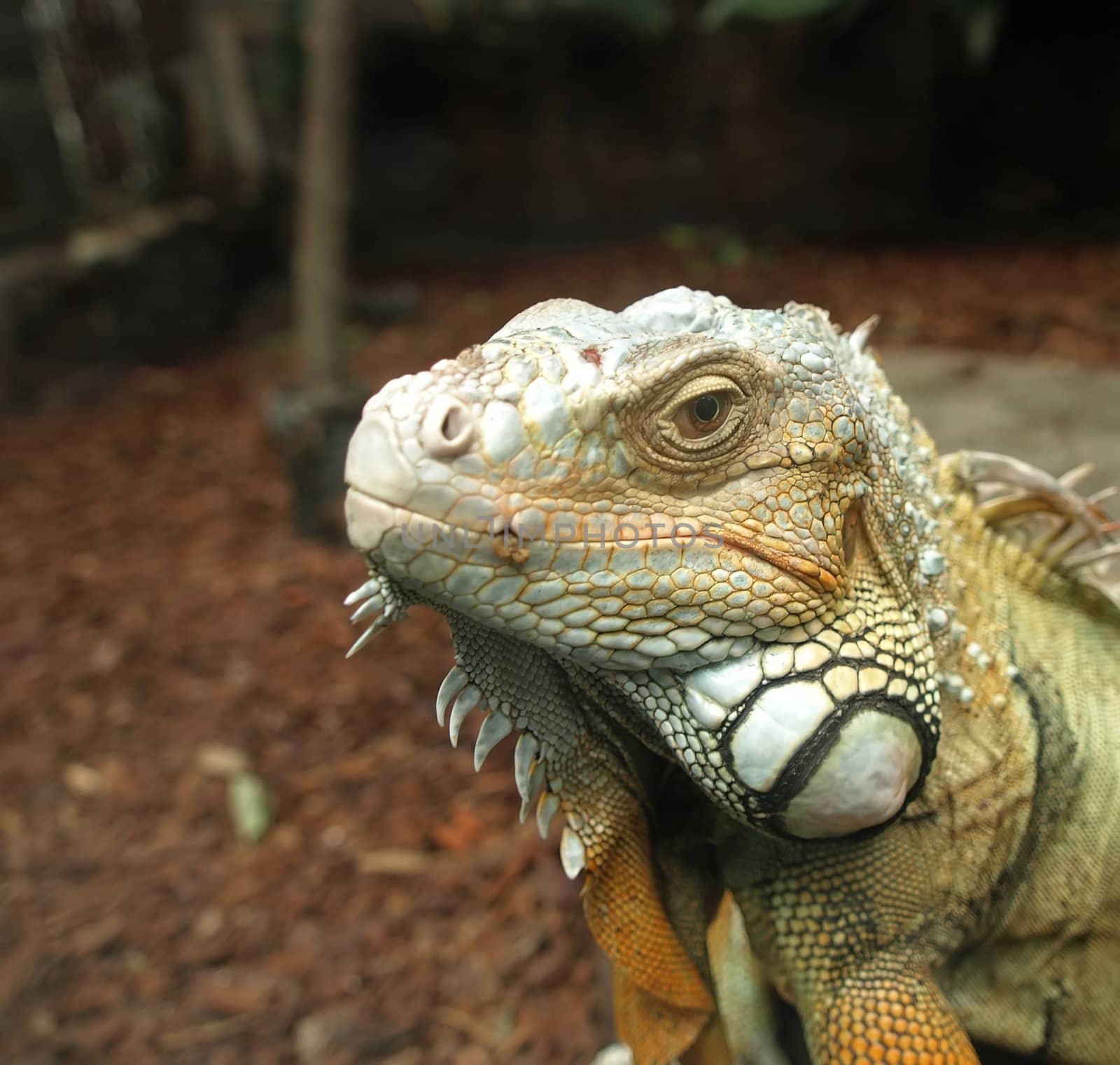 A headshot of a bearded australian lizard (Lacertilia)