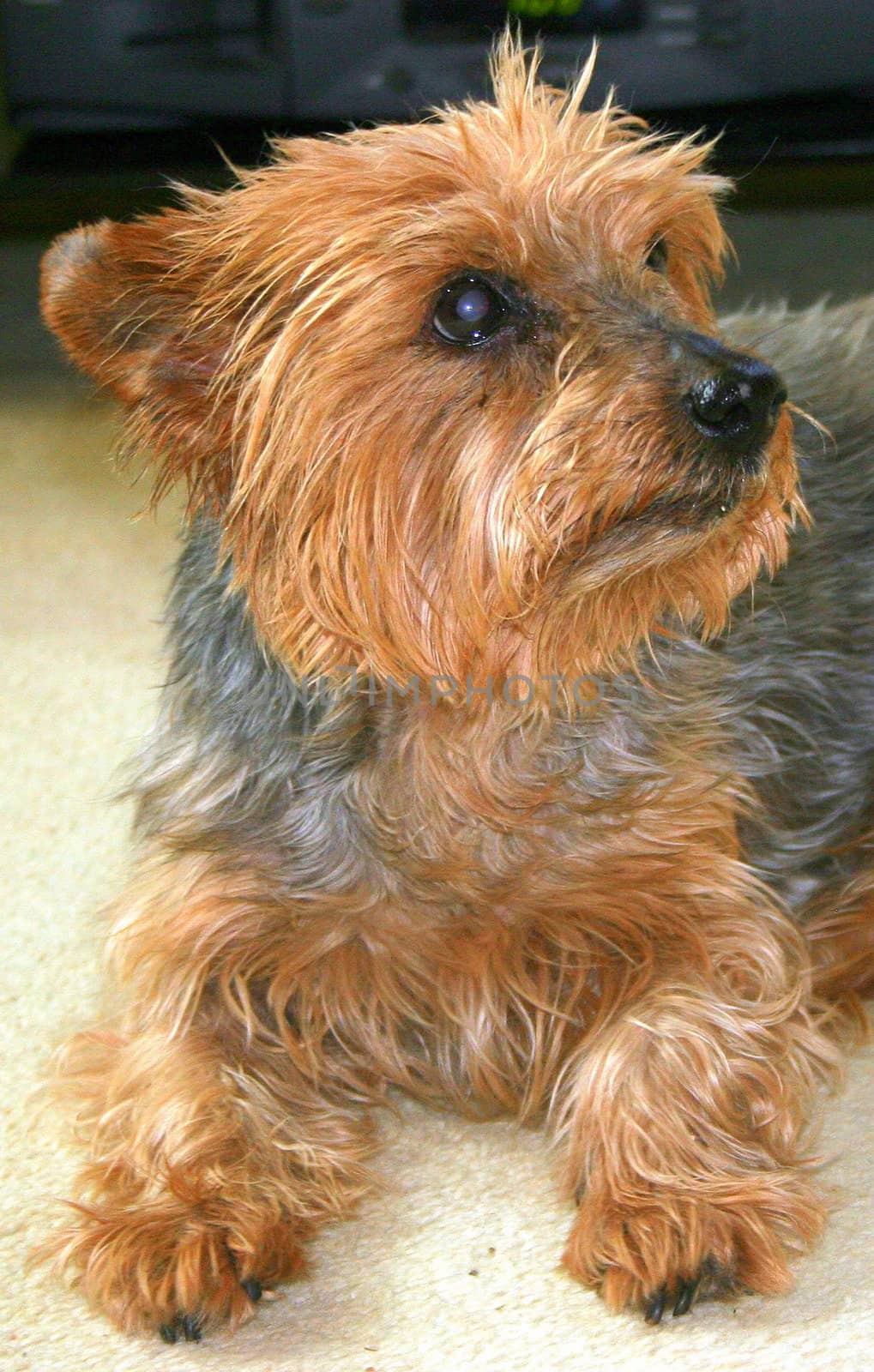 A cute dog posing for the camera.