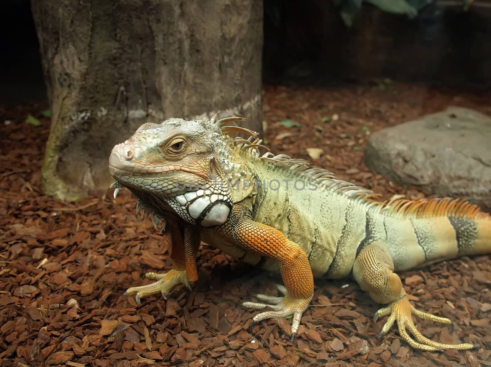 A close up body shot of a bearded australian lizard ( Lacertilia)