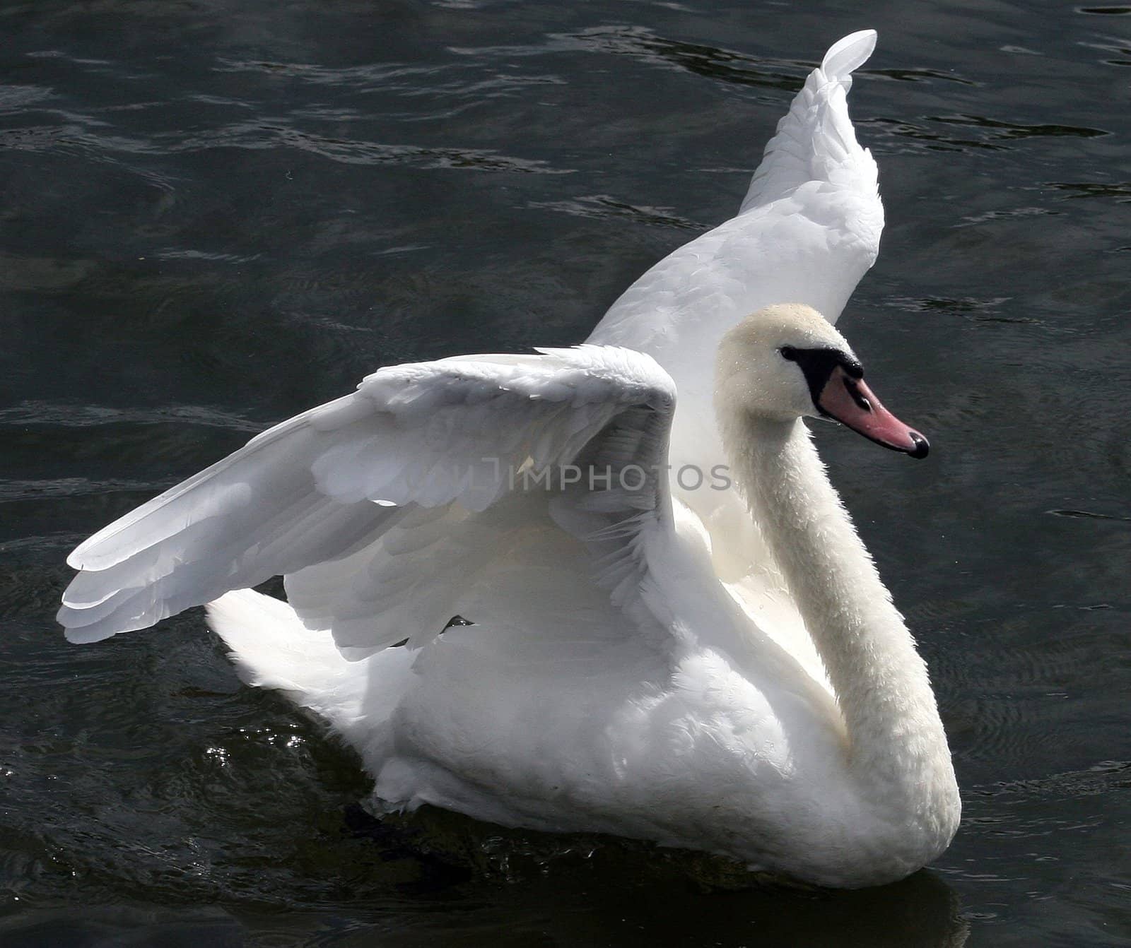 A swan flappings its wings in a river.