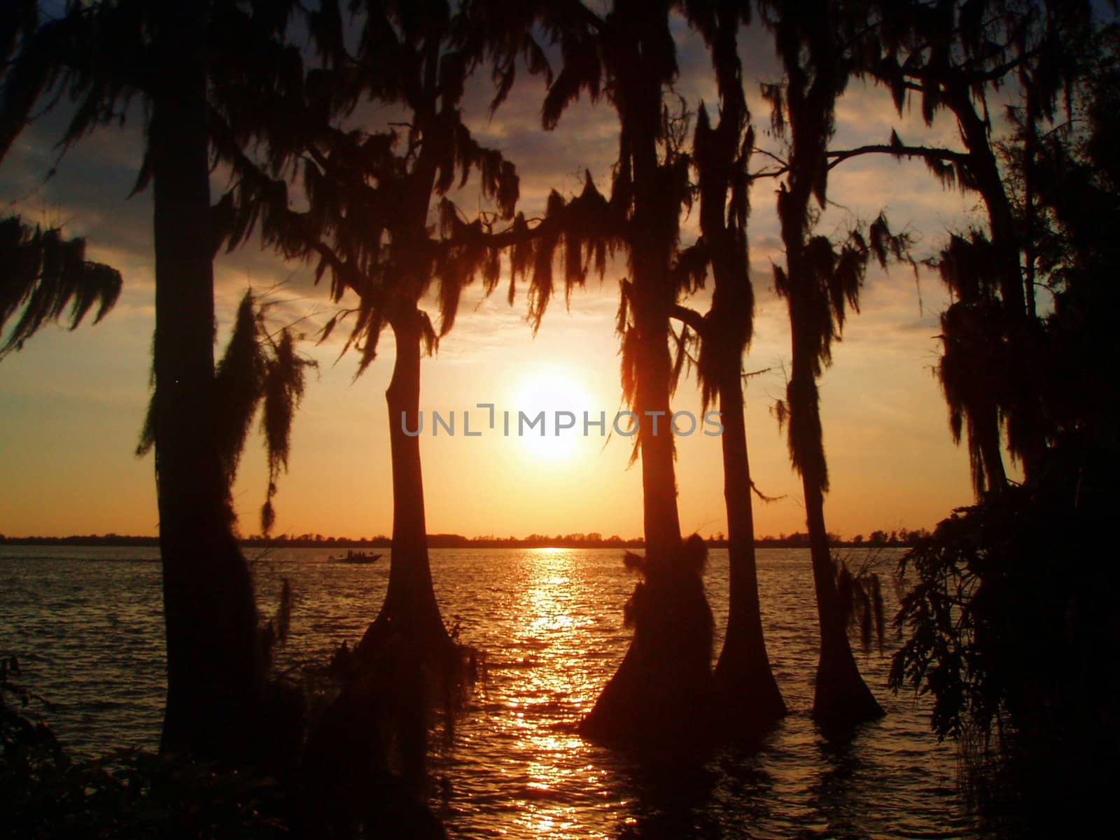 A sunset through trees and over a lake.