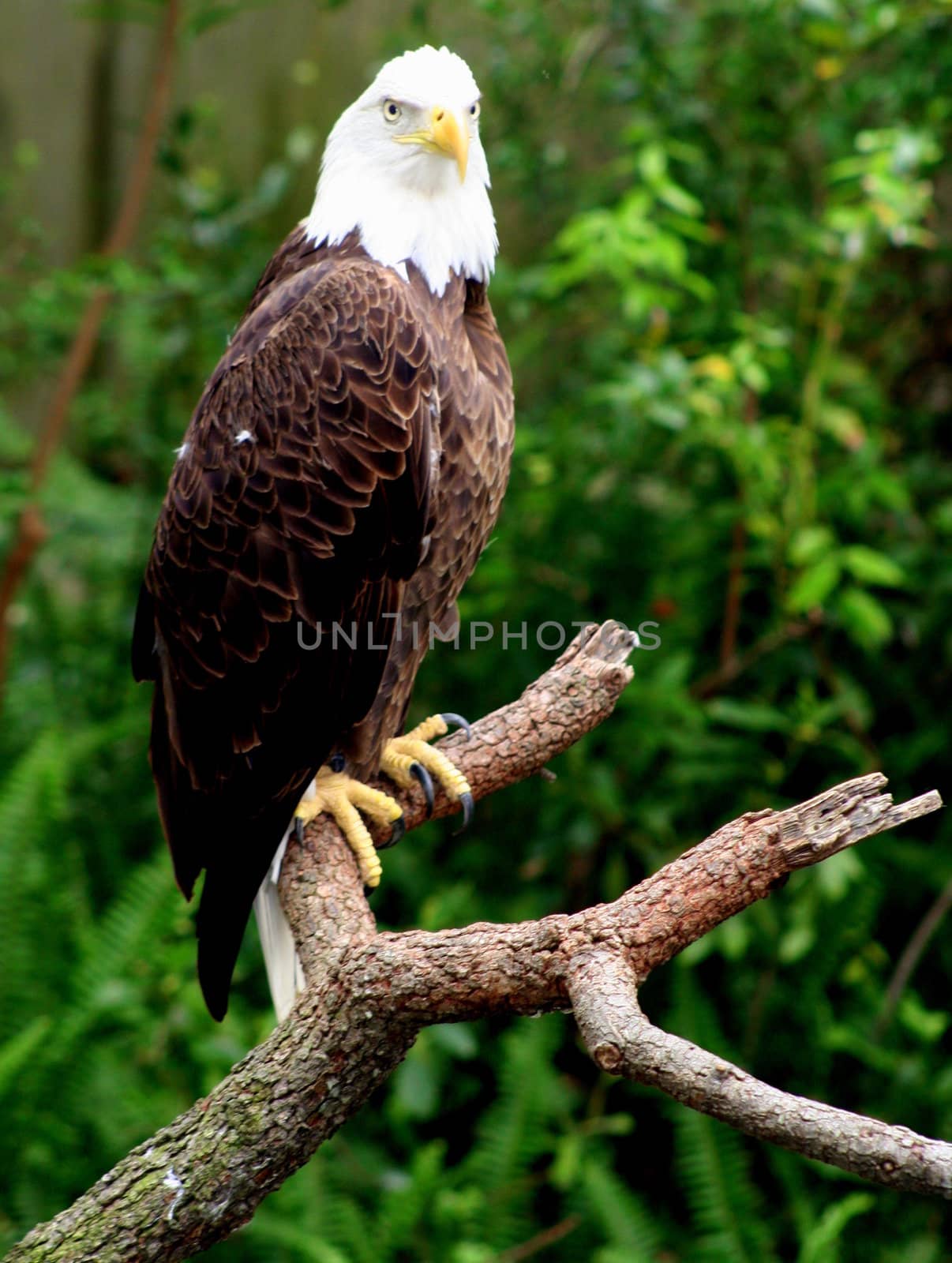 An eagle sitting on a branch