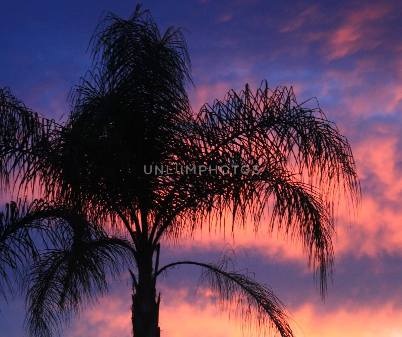 A palm tree in sunset in Florida.