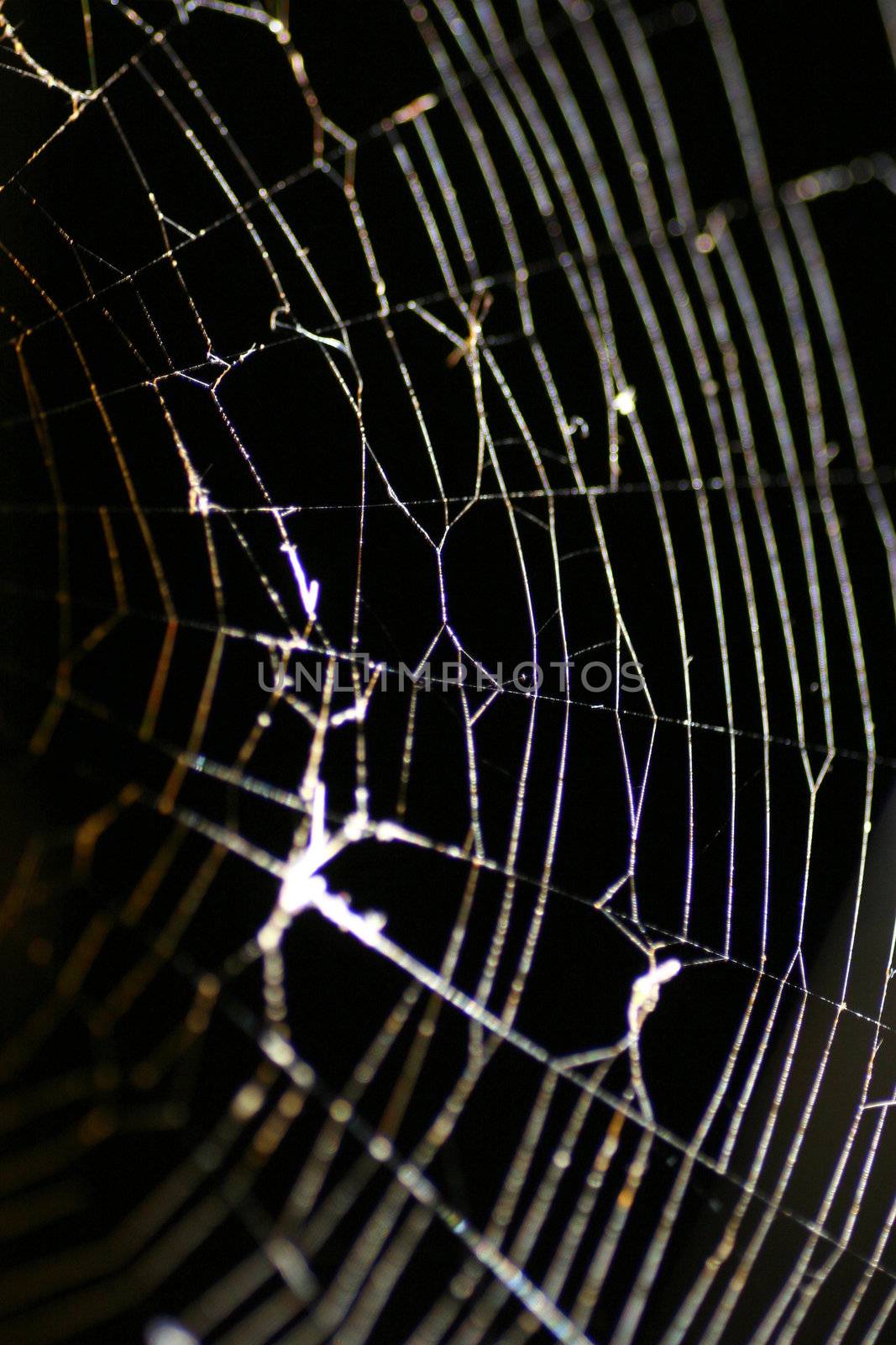 Glowing Cobweb by quackersnaps