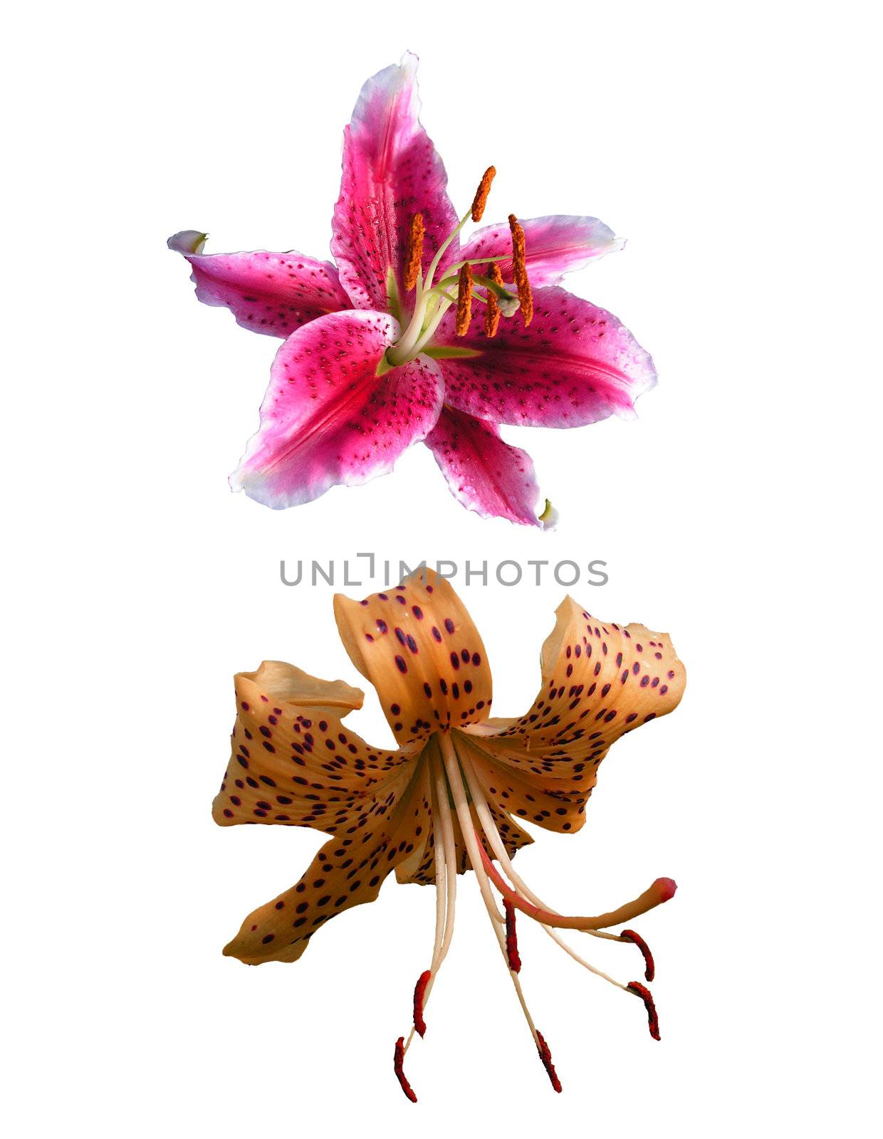 The image of two isolated lilies of different grades