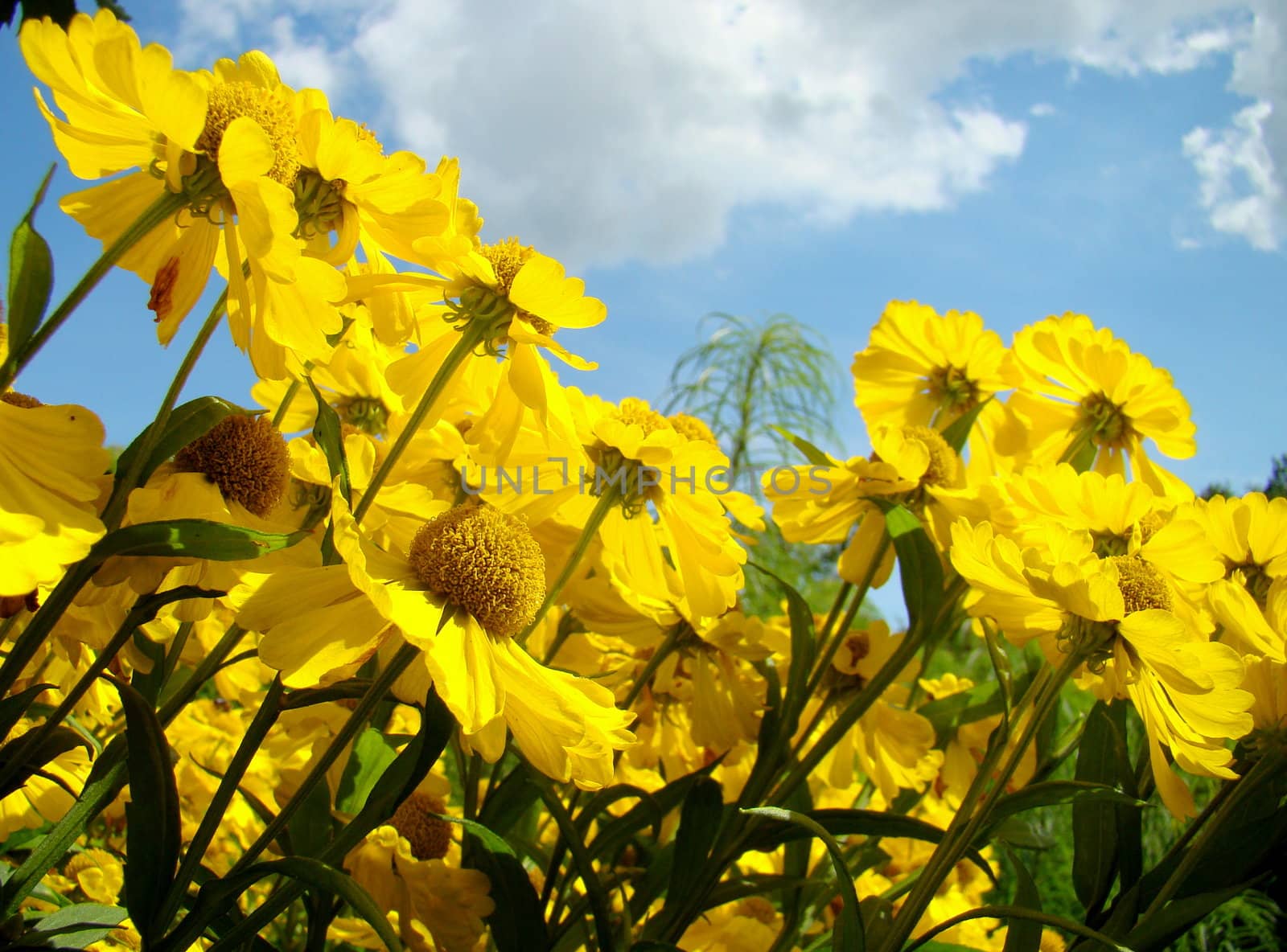 yellow flowers with blue sky