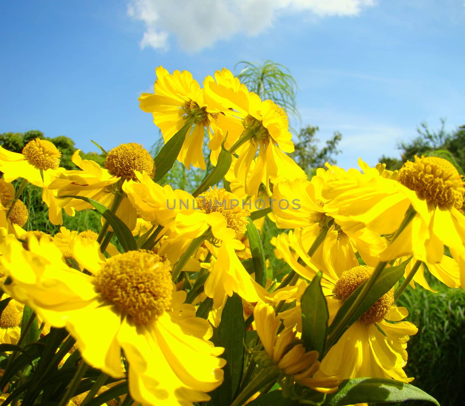 yellow flowers with blue sky