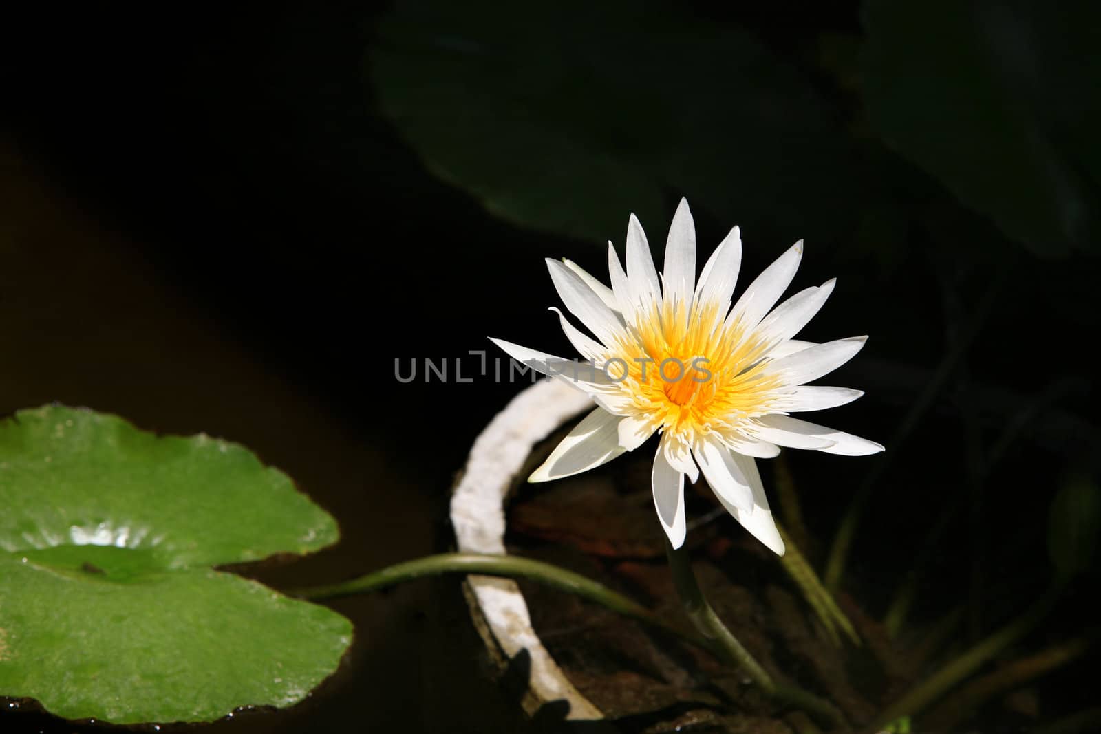White water-lily with green leaves isolated from dark water