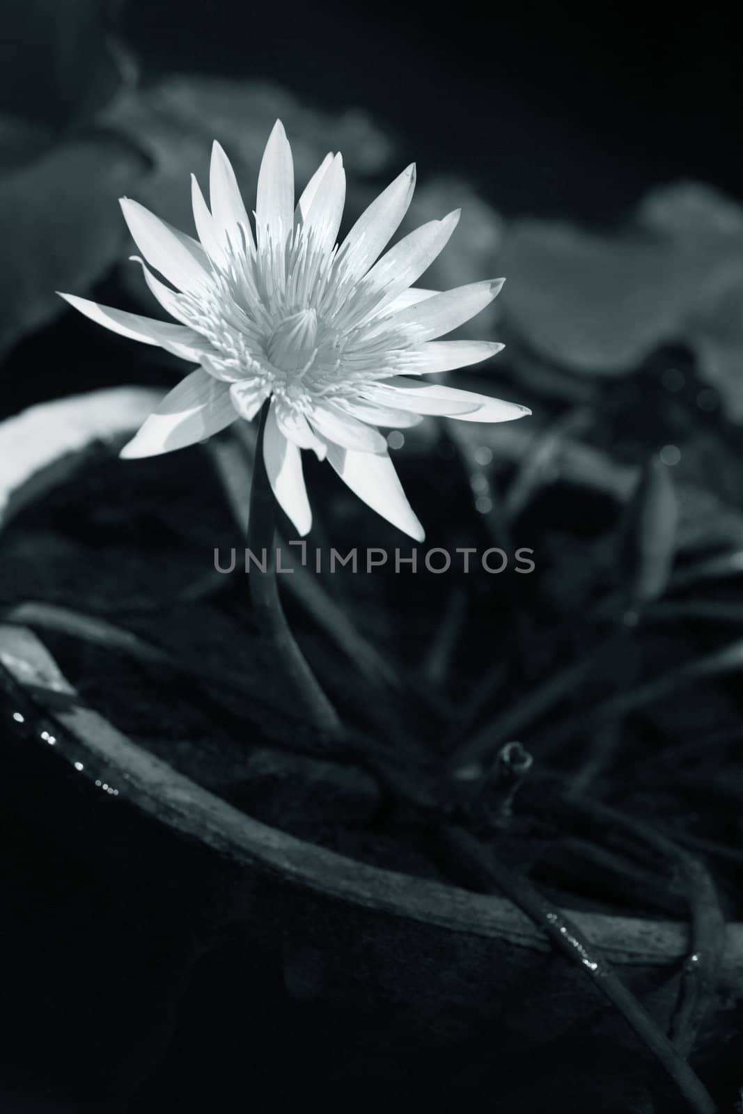 White water-lily with leaves isolated from dark water