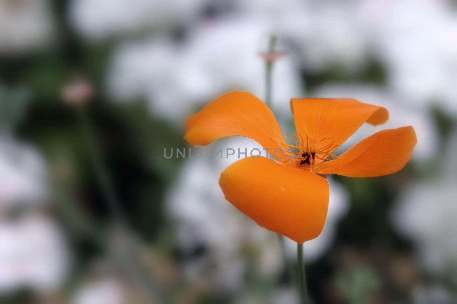 Beautiful native orange California Poppy with a light background.