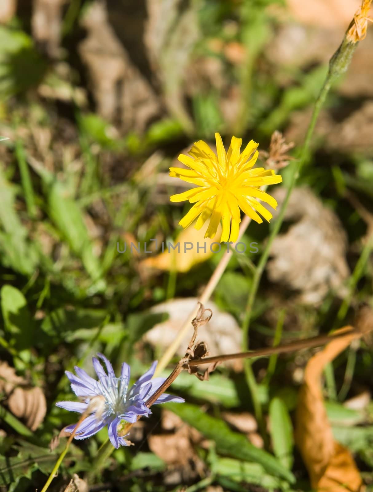 Autumn. Yellow and blue flowers among fallen leaves.