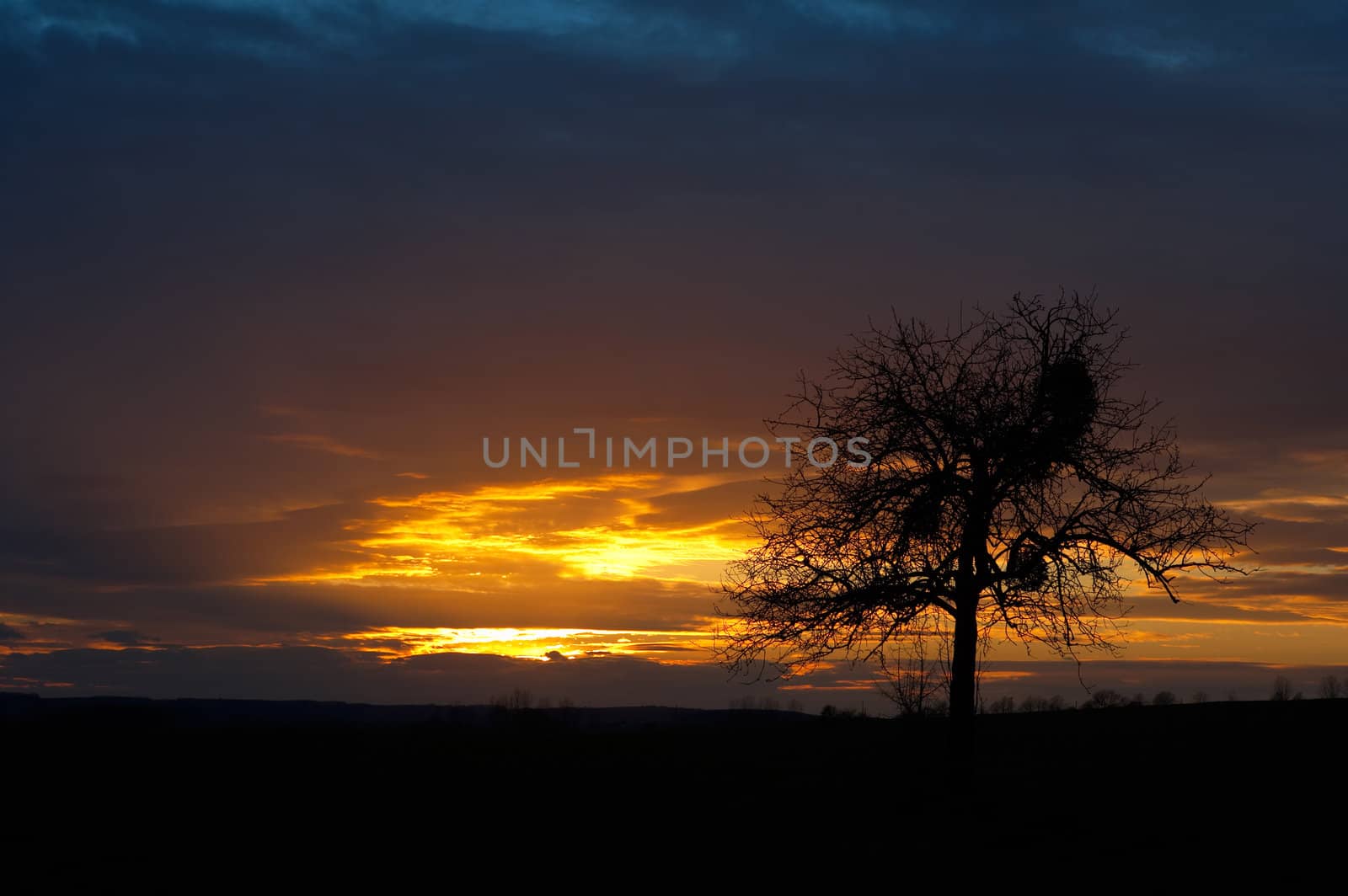Sunset and lonely tree, orange sky by ecobo