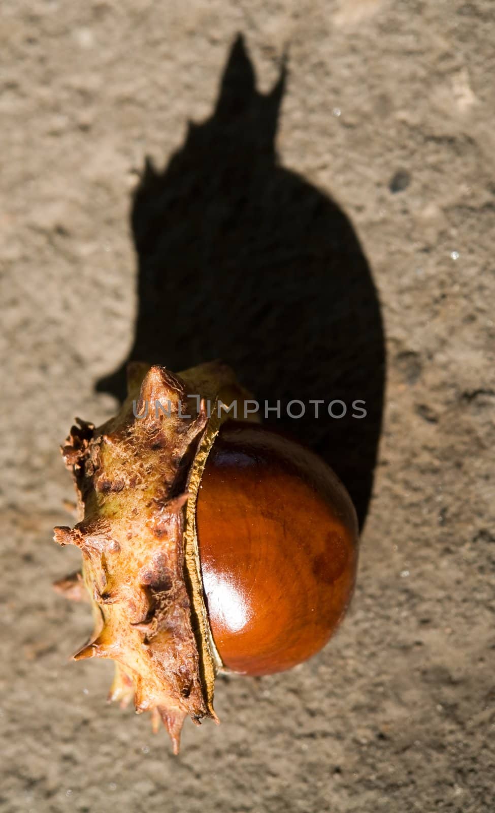 The fallen burst chestnut on grey asphalt.