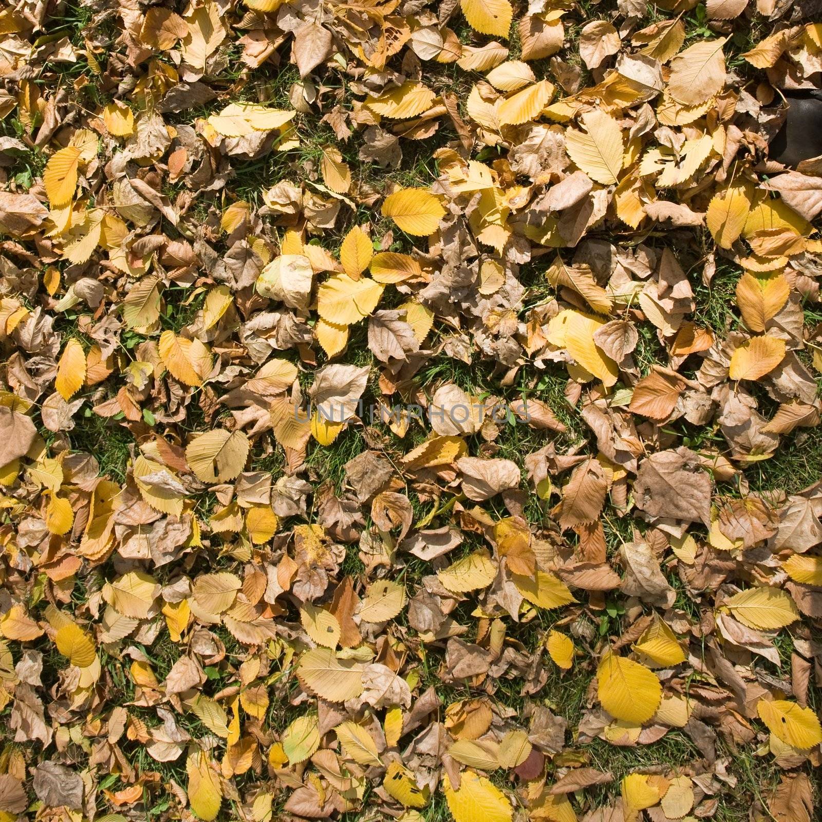 Autumn background. The fallen down yellow leaves.