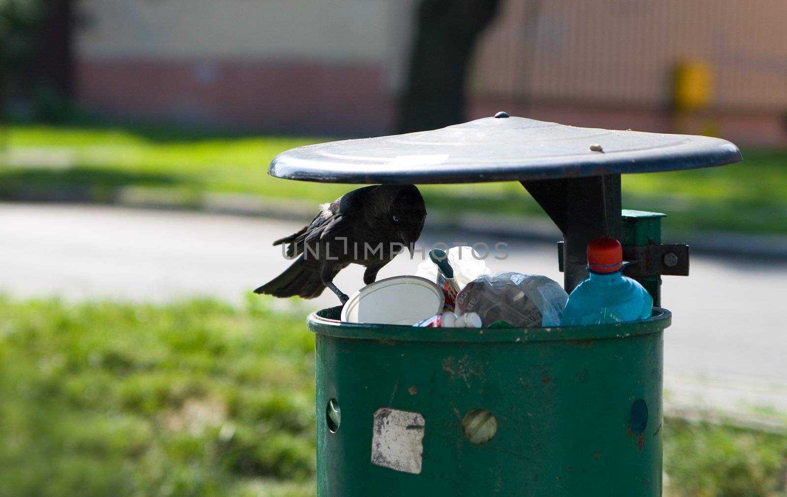 crow is haunting on dustpan by amaxim