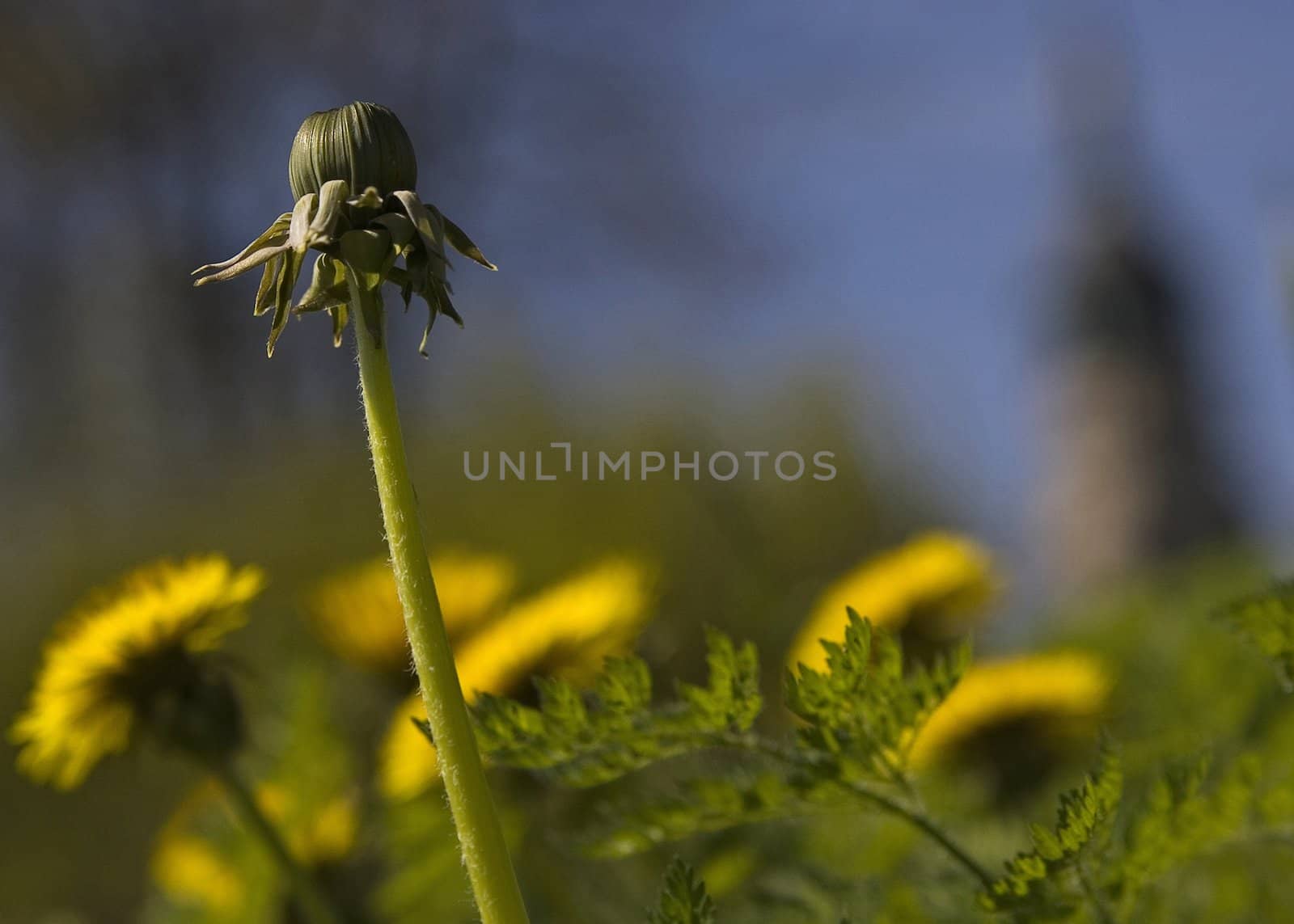 bud of  dandelion by amaxim