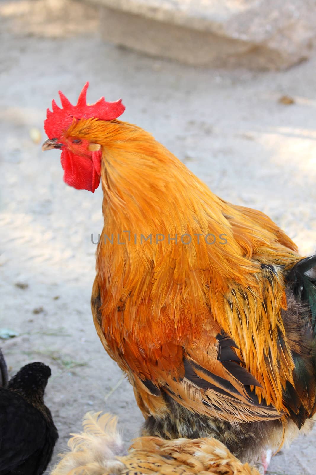 Close up of the rooster