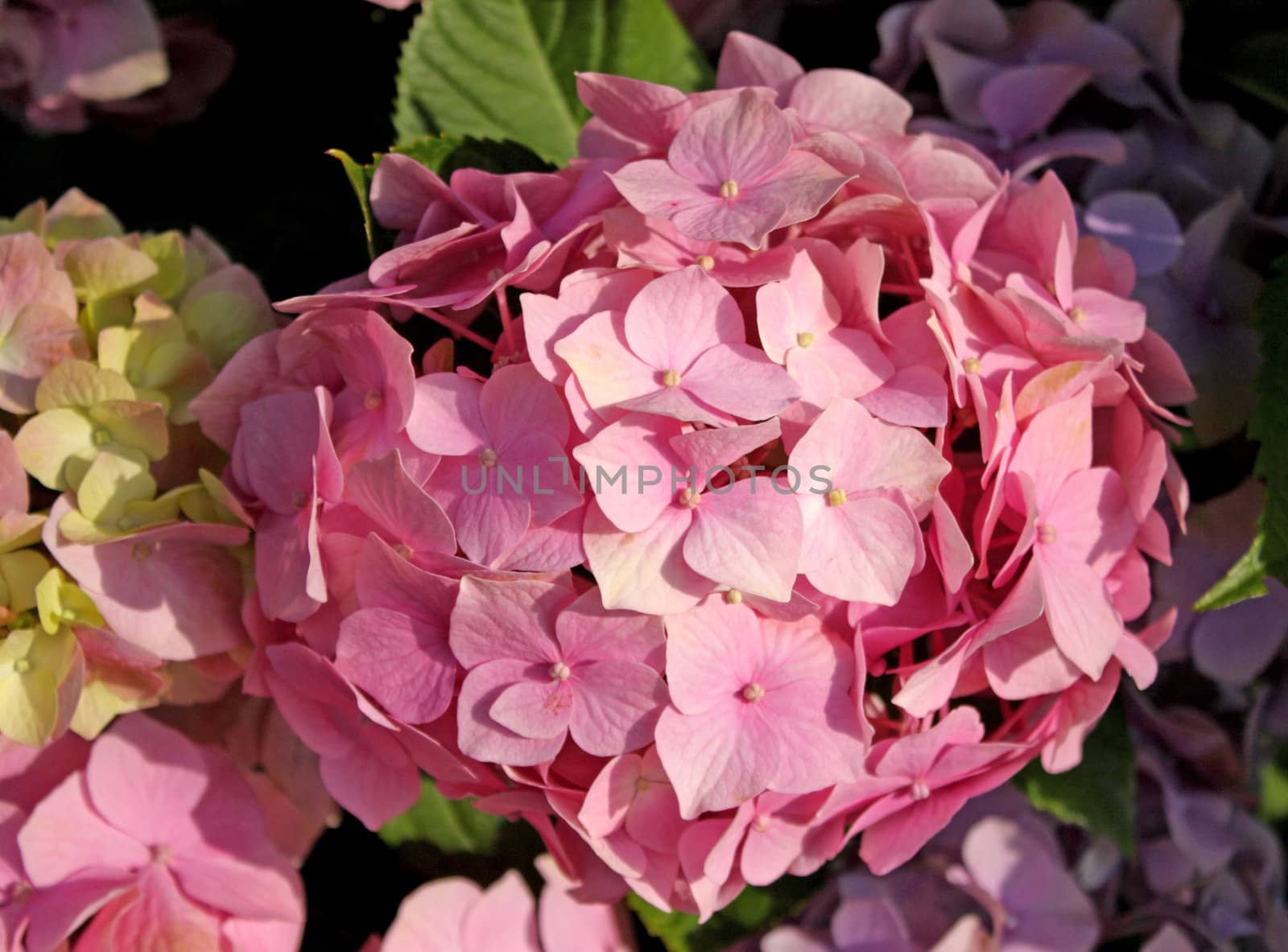 Close up of the pink snowball blossoms.