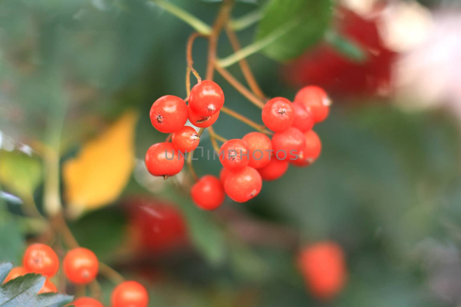 Red berries of viburnum by Lessadar