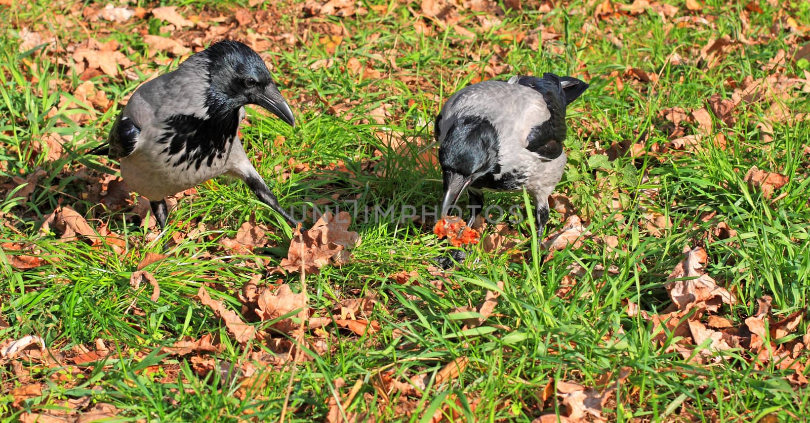Close up of two crows. Dancing and gathering leaves.