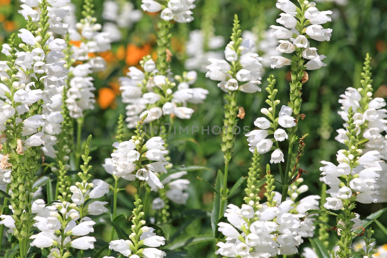 Close up of white lupinus flowers