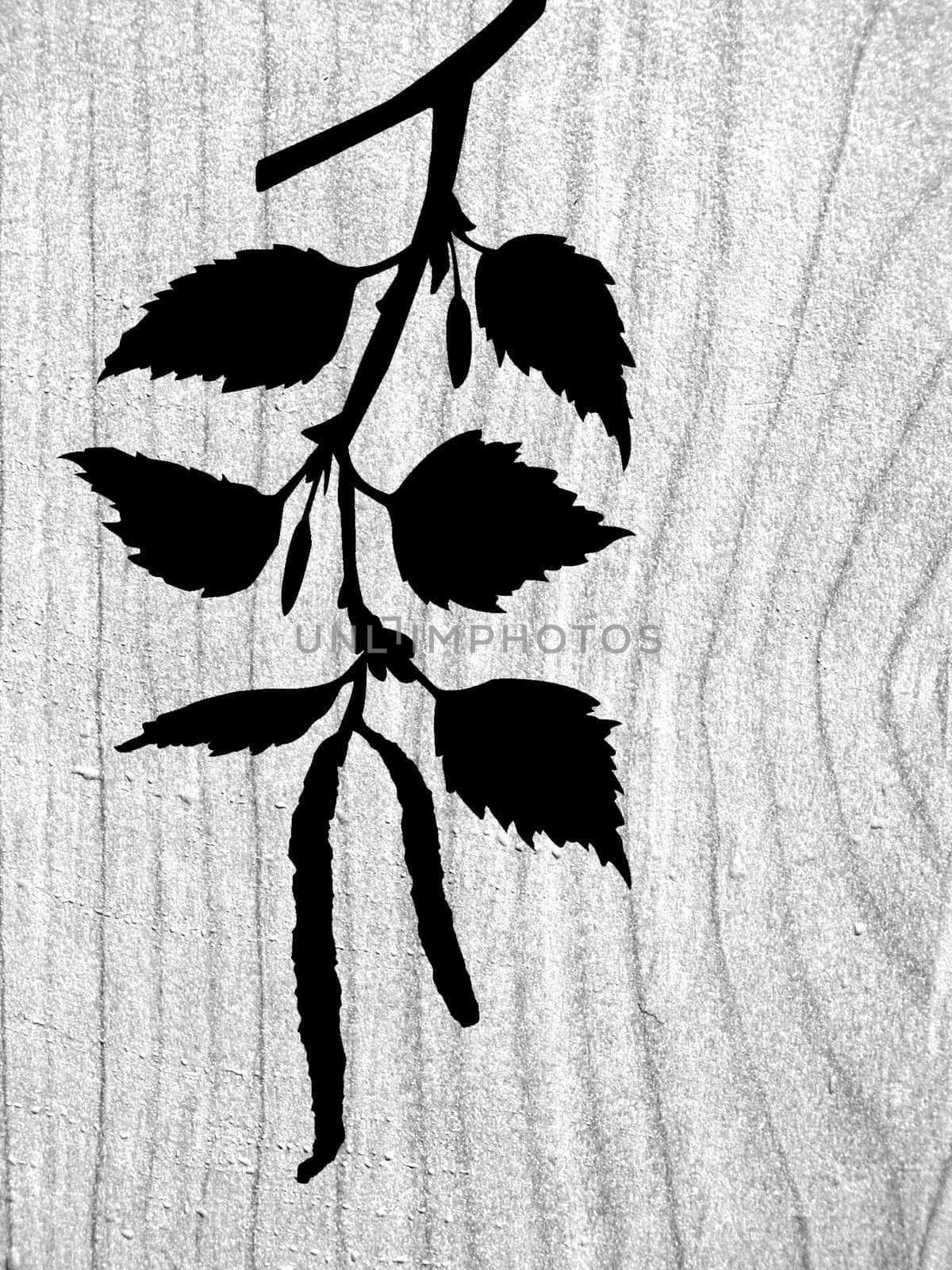 vector silhouette of the branch of the birch on wood background