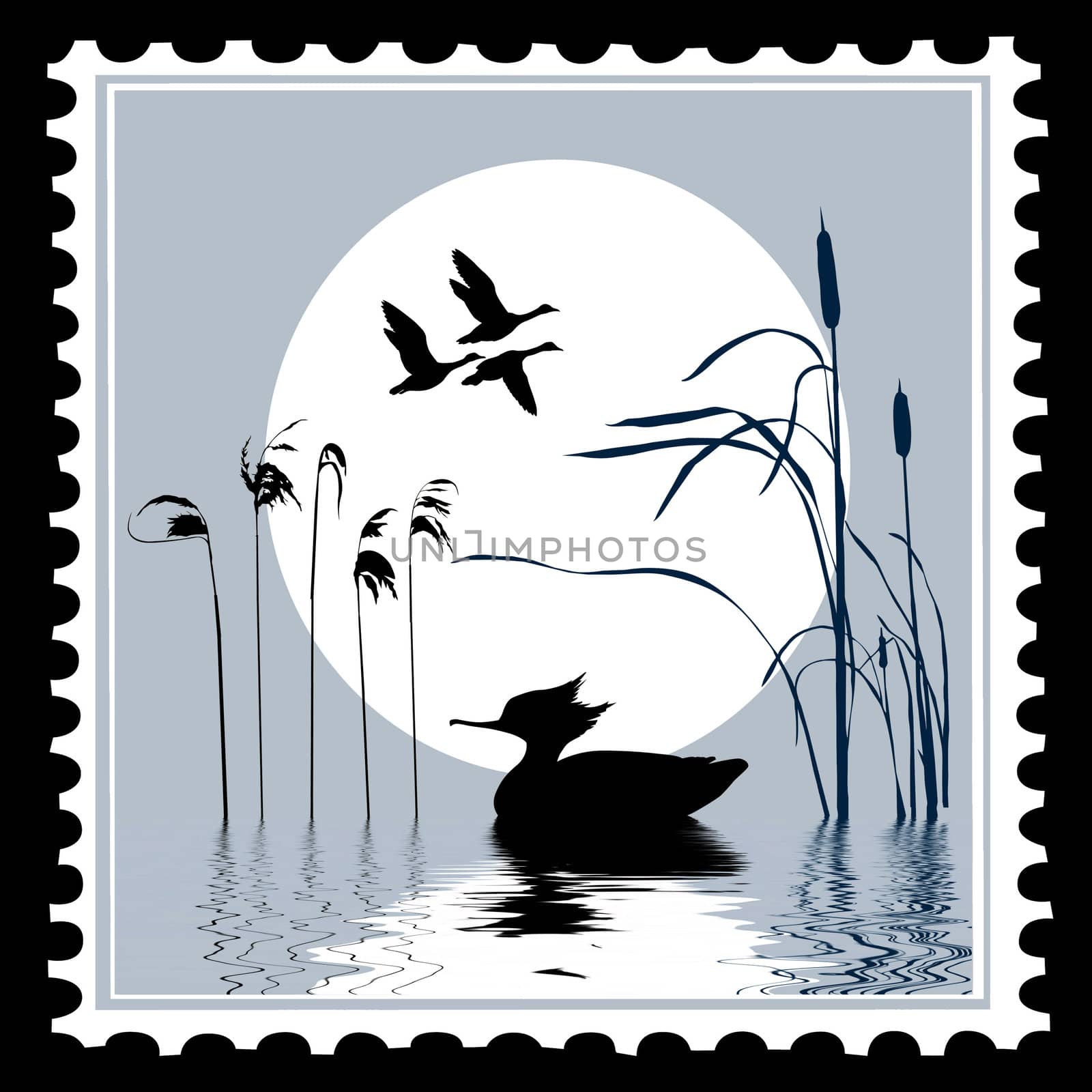 vector silhouette bird on postage stamps by basel101658