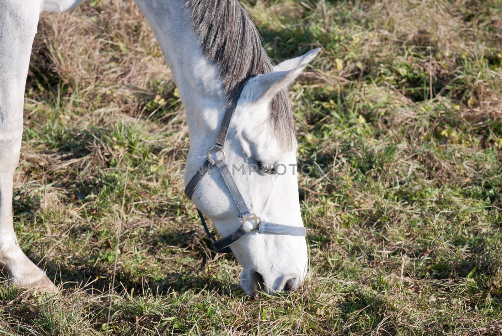 white horse grazing on the grass eating