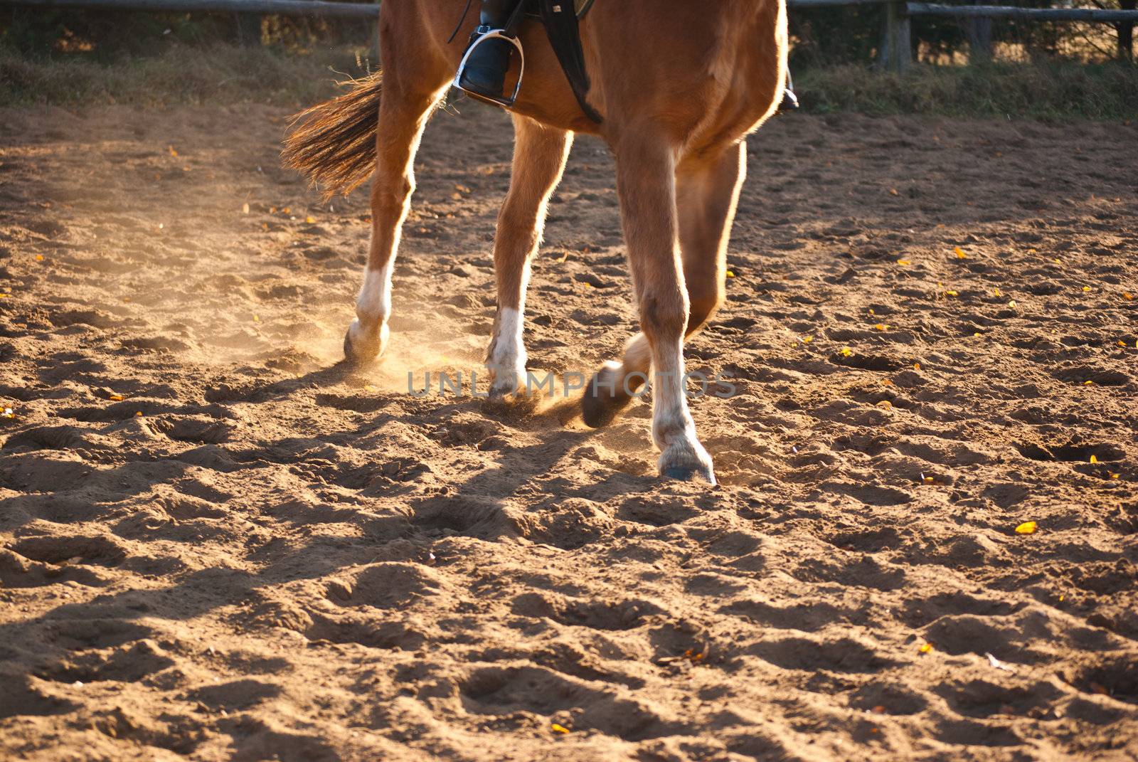 trot a horse on the catwalk