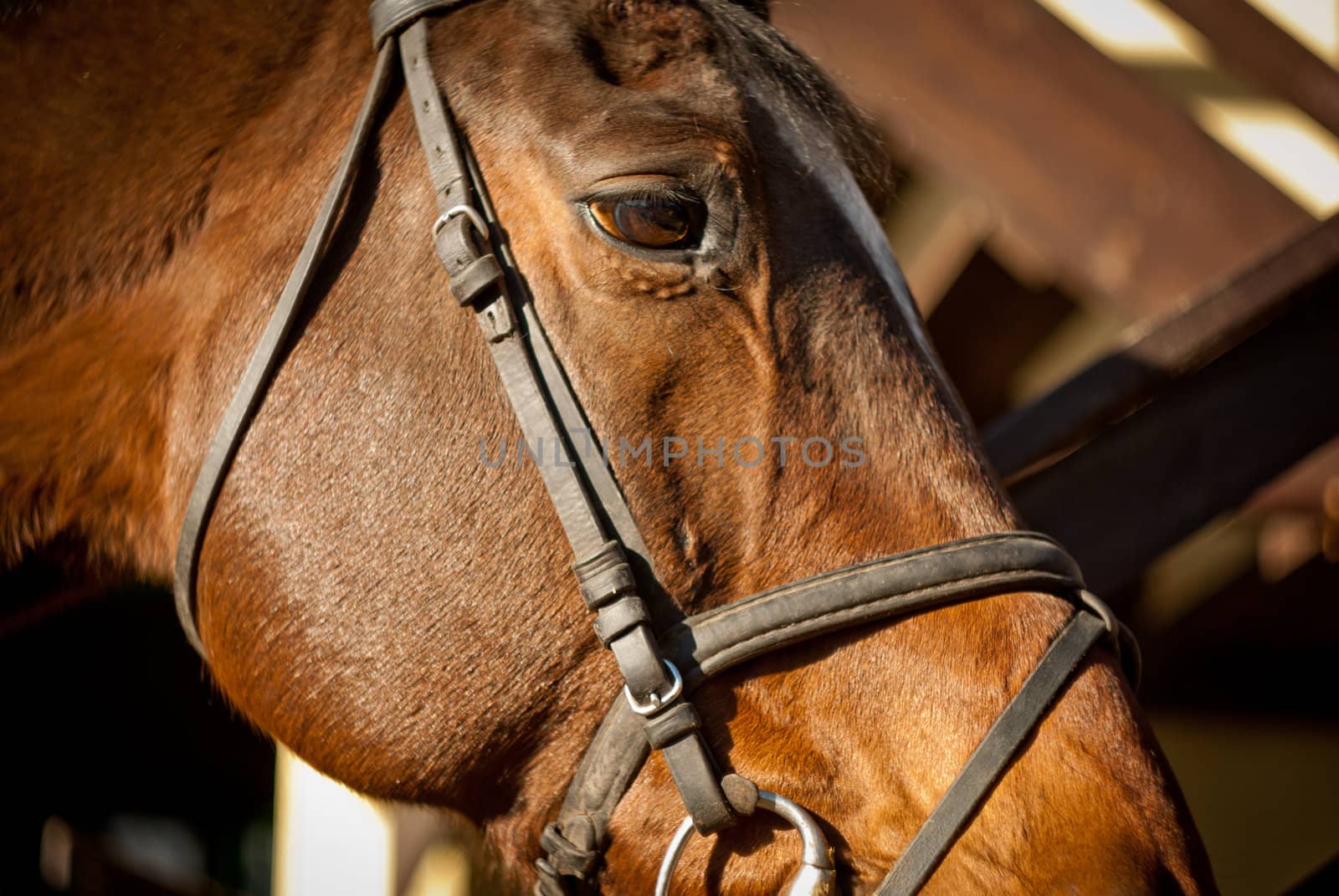 head brown horse in harness