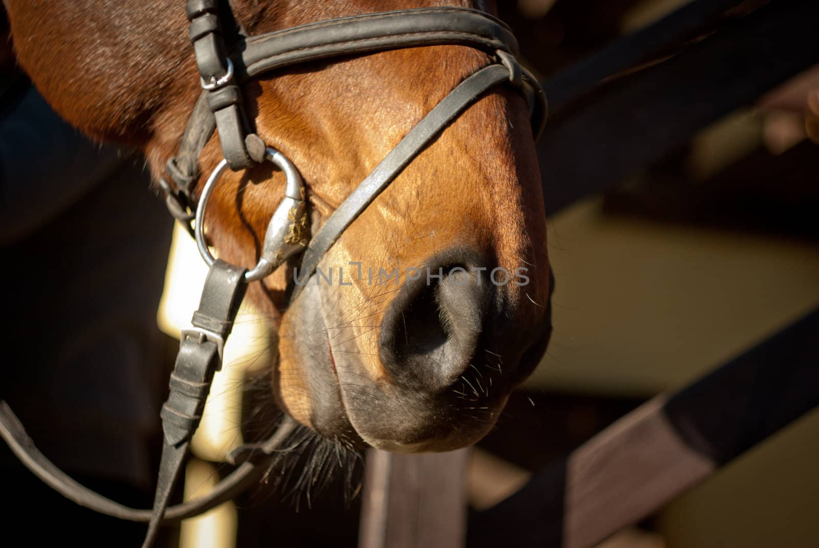 nostrils of a horse harness by RobertHardy
