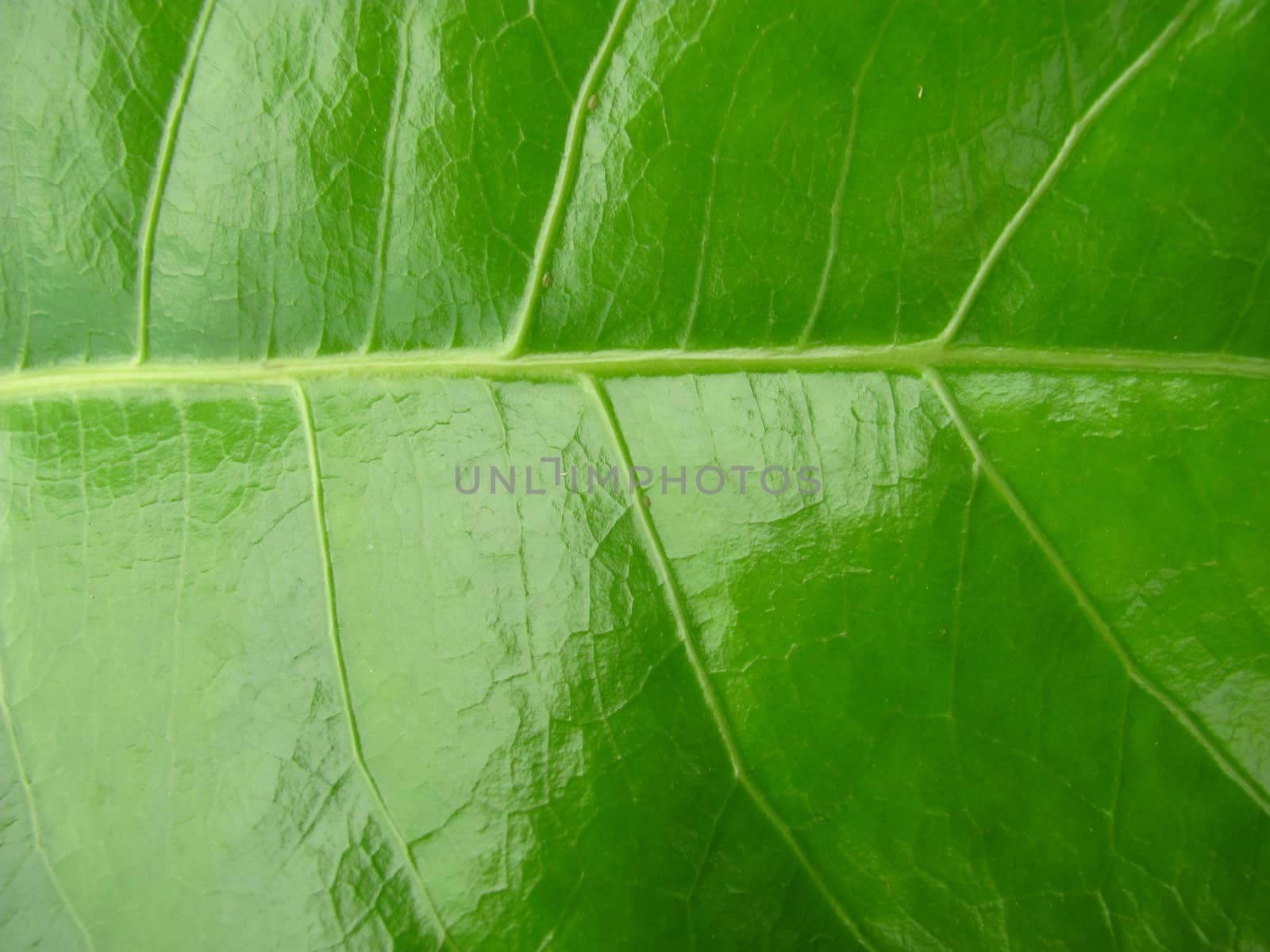close-up of green leaf surface as background and texture