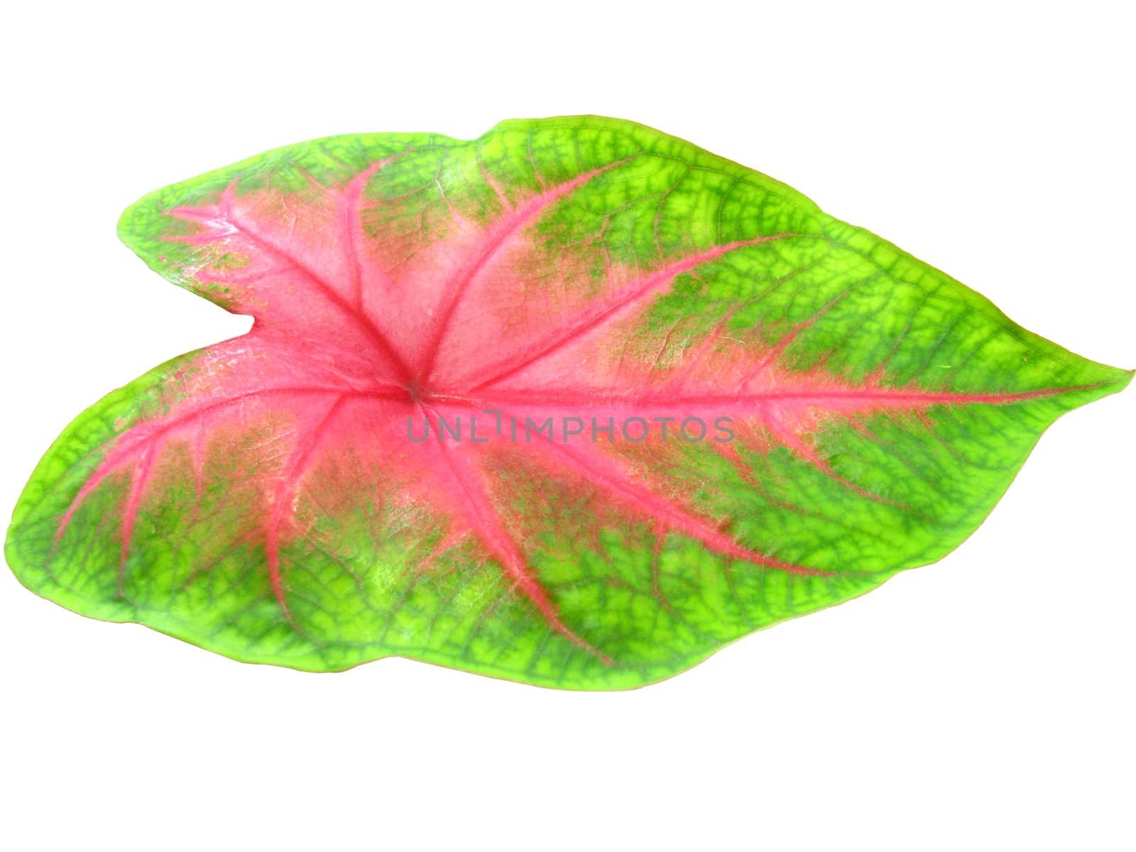 Image of a leaf isolated on white background