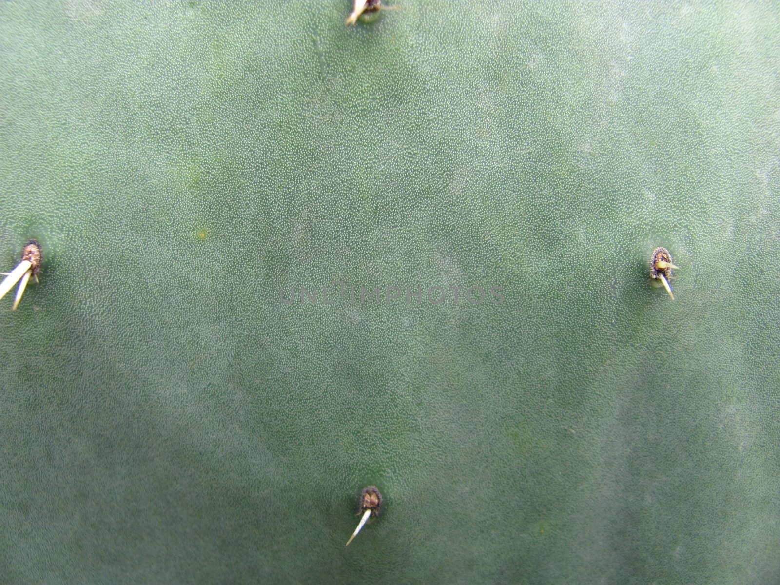 close-up of green cactus by lkant