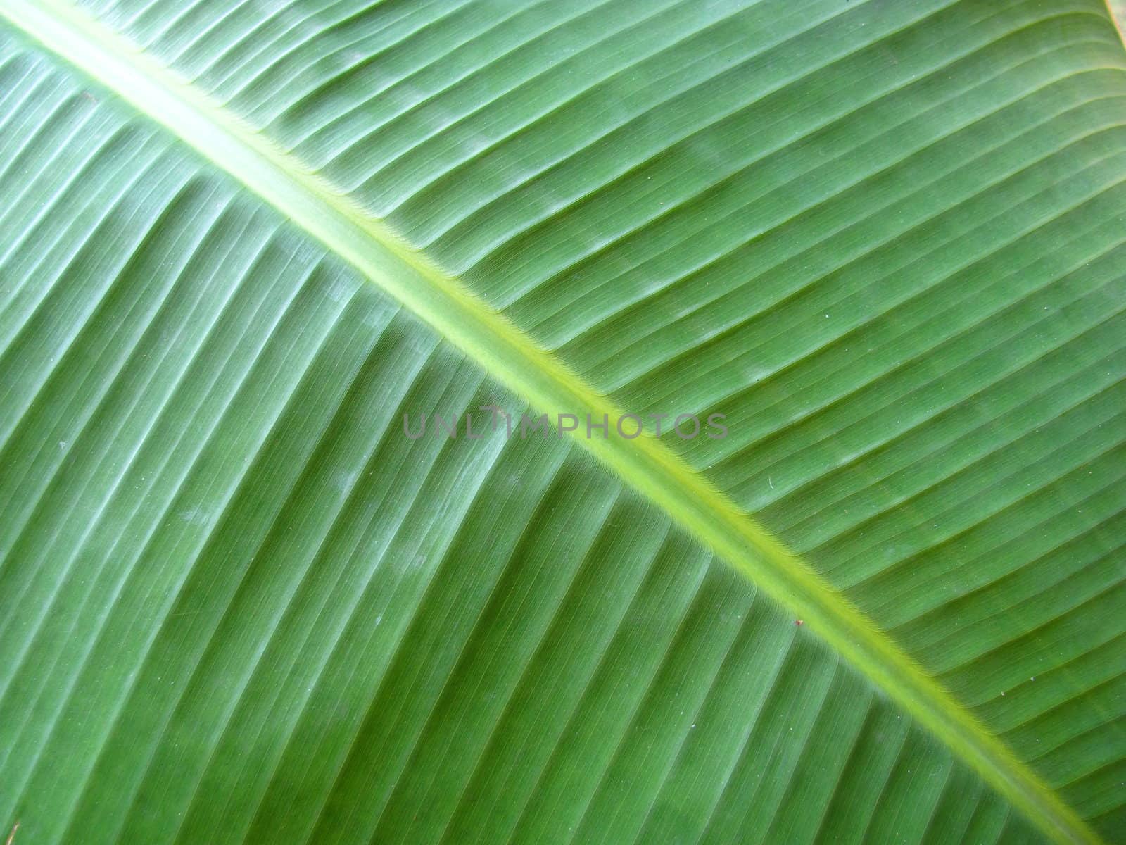 leaf texture by lkant