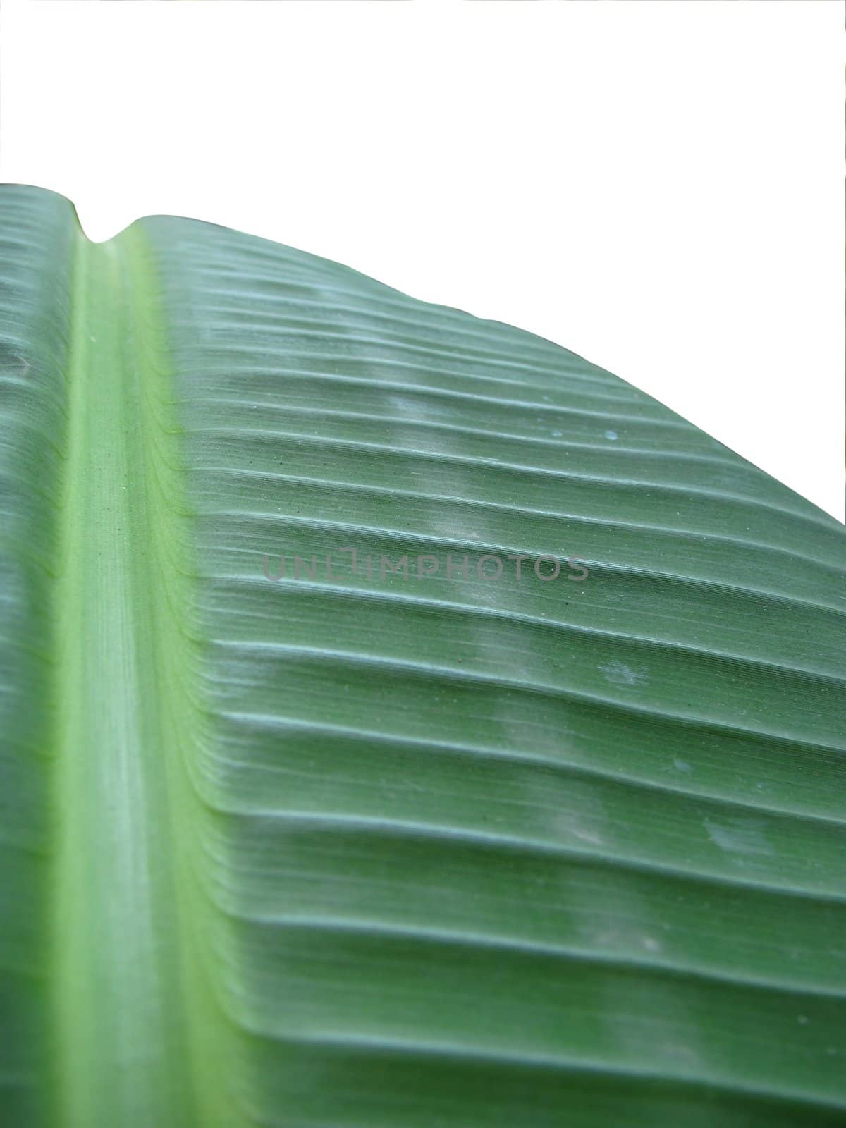 close-up of green leaf surface as background and texture