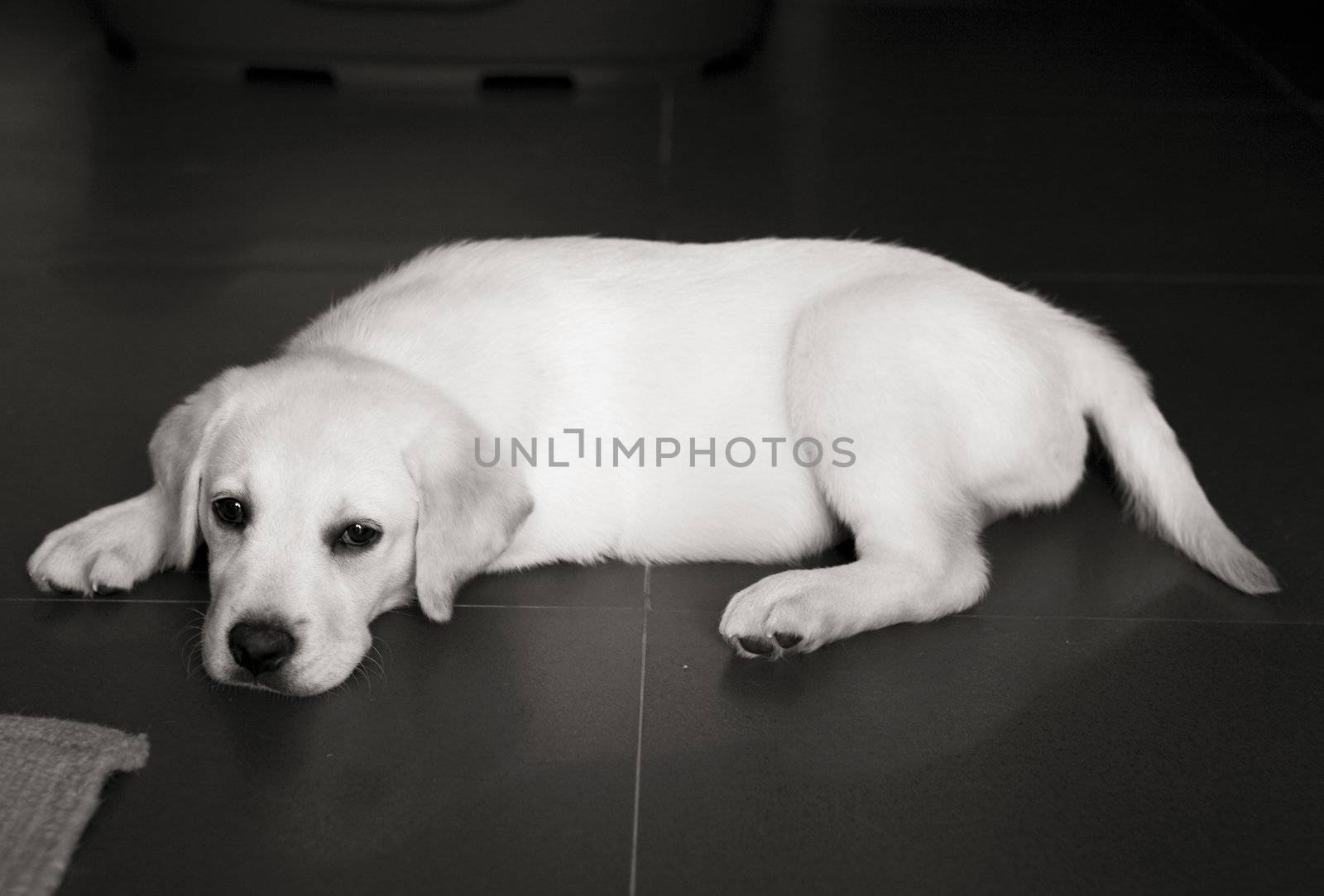 Beautiful labrador retriever puppy lying on the floor