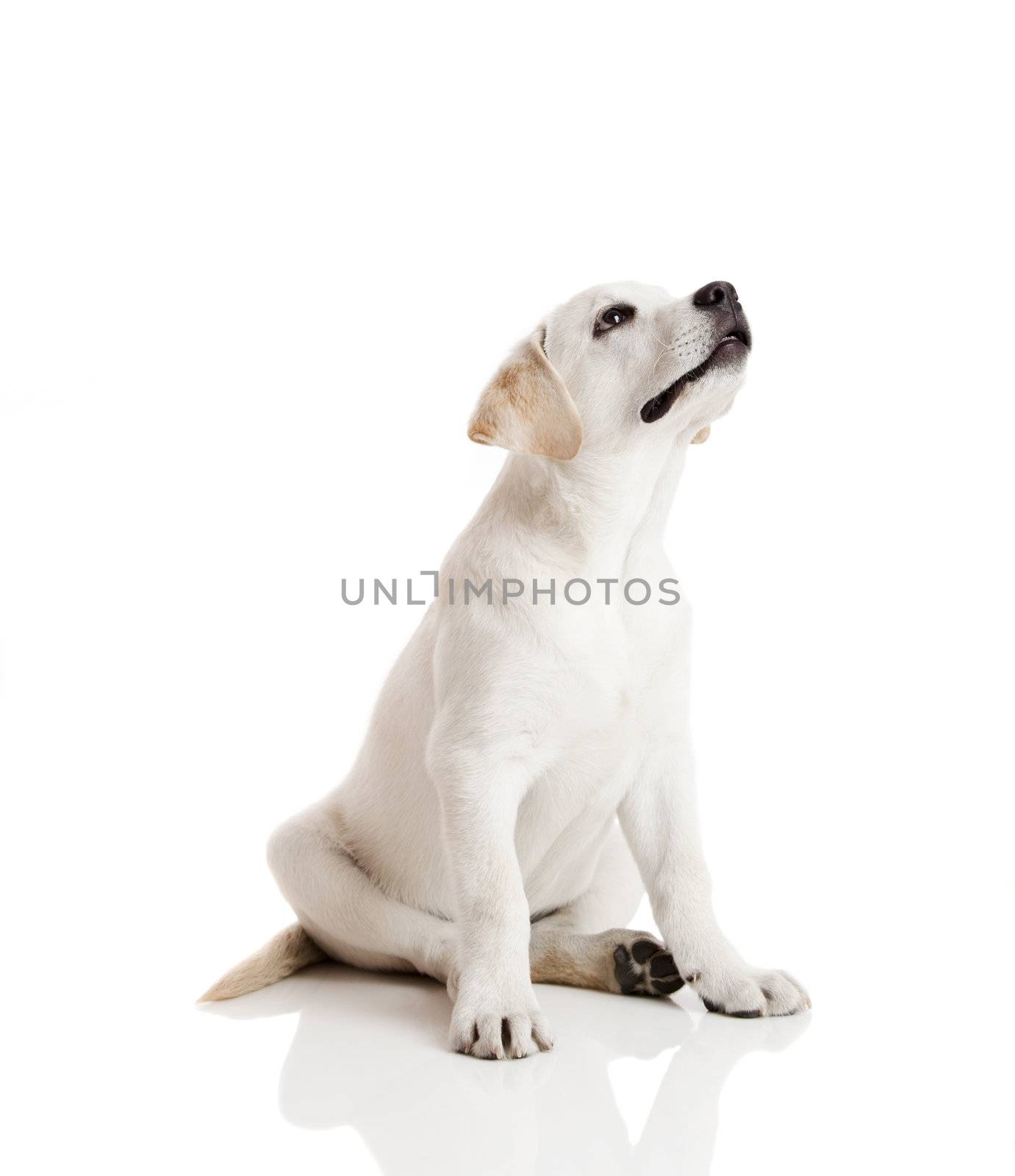 Labrador Retriever puppy by Iko
