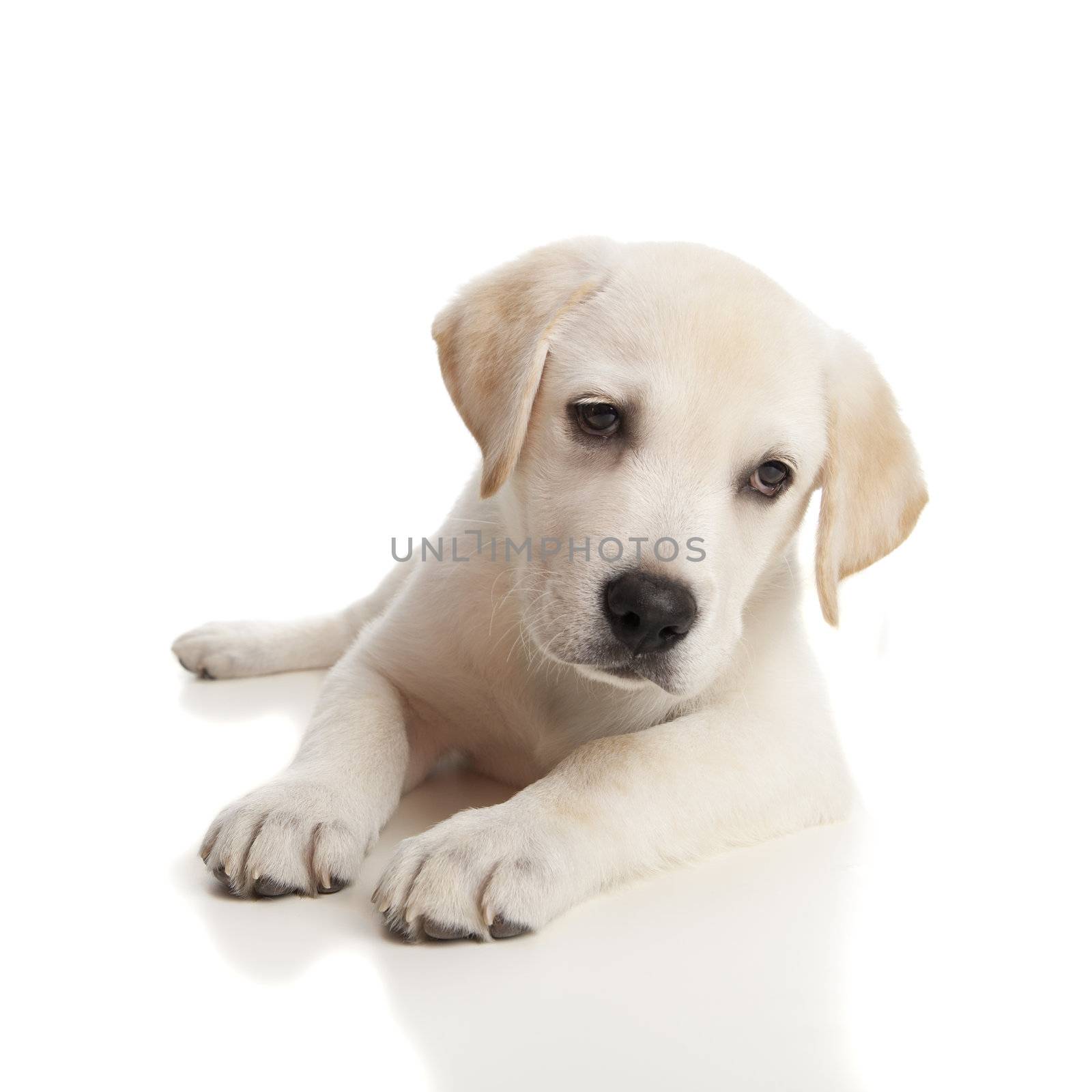 Beautiful labrador retriever cream puppy isolated on white background