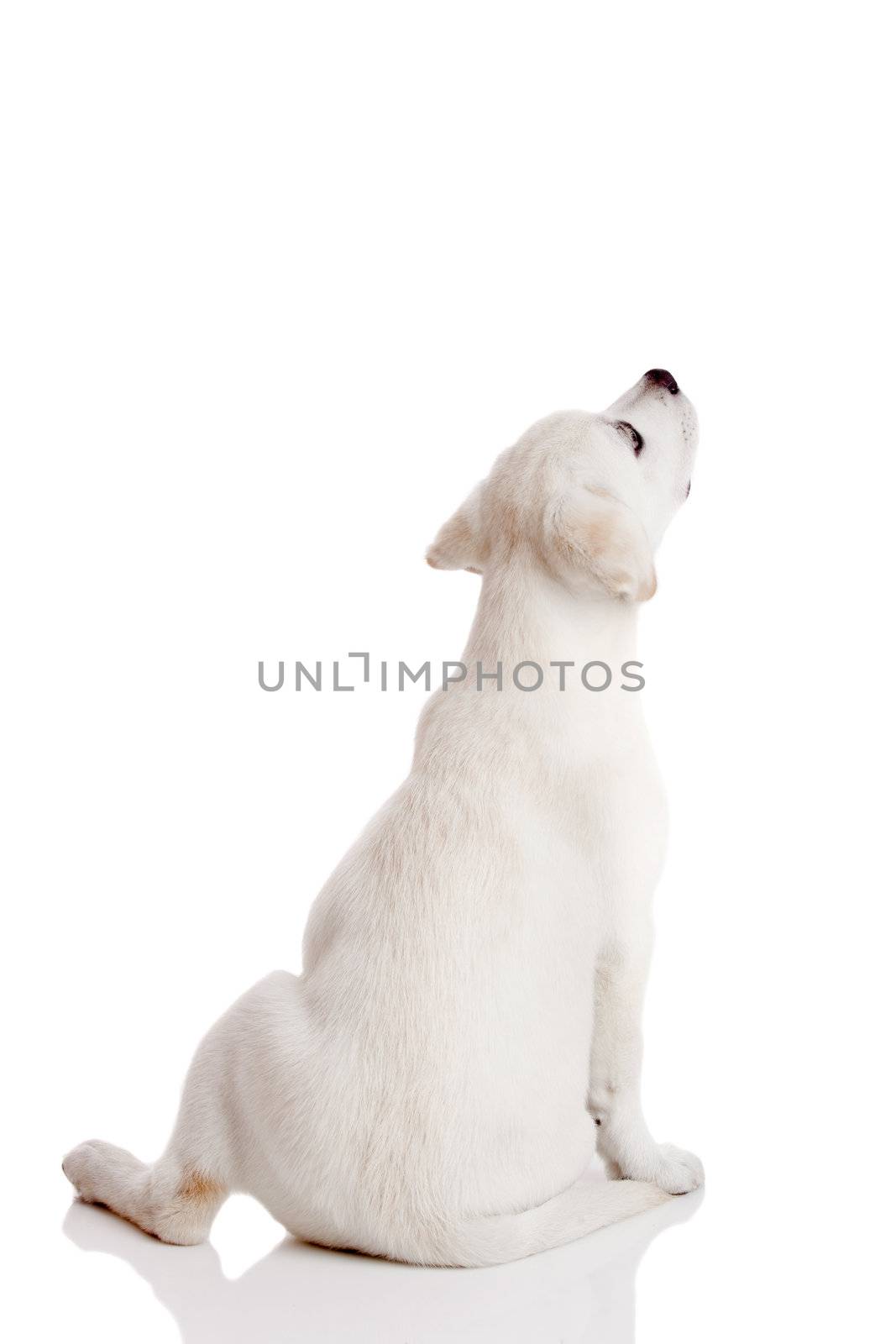 Back view of a labrador retriever cream puppy isolated on white background