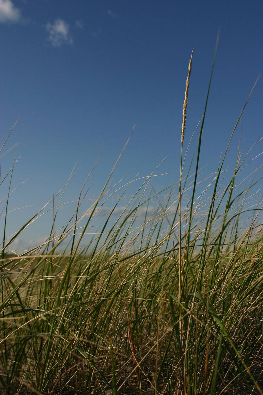 Sea grass against a blue sky