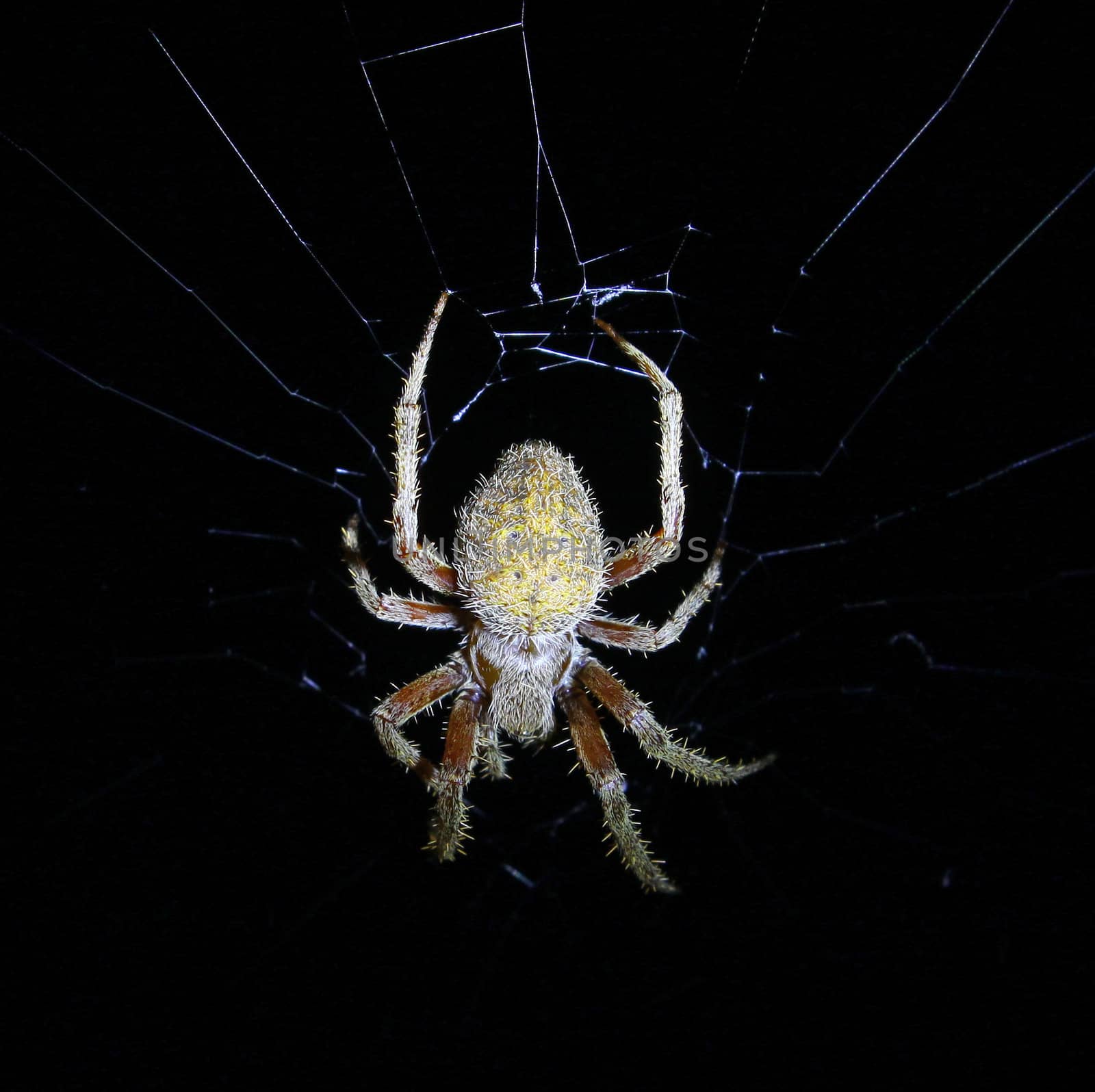 A scary mean and nasty looking Spider (arachnid) in his web at night time