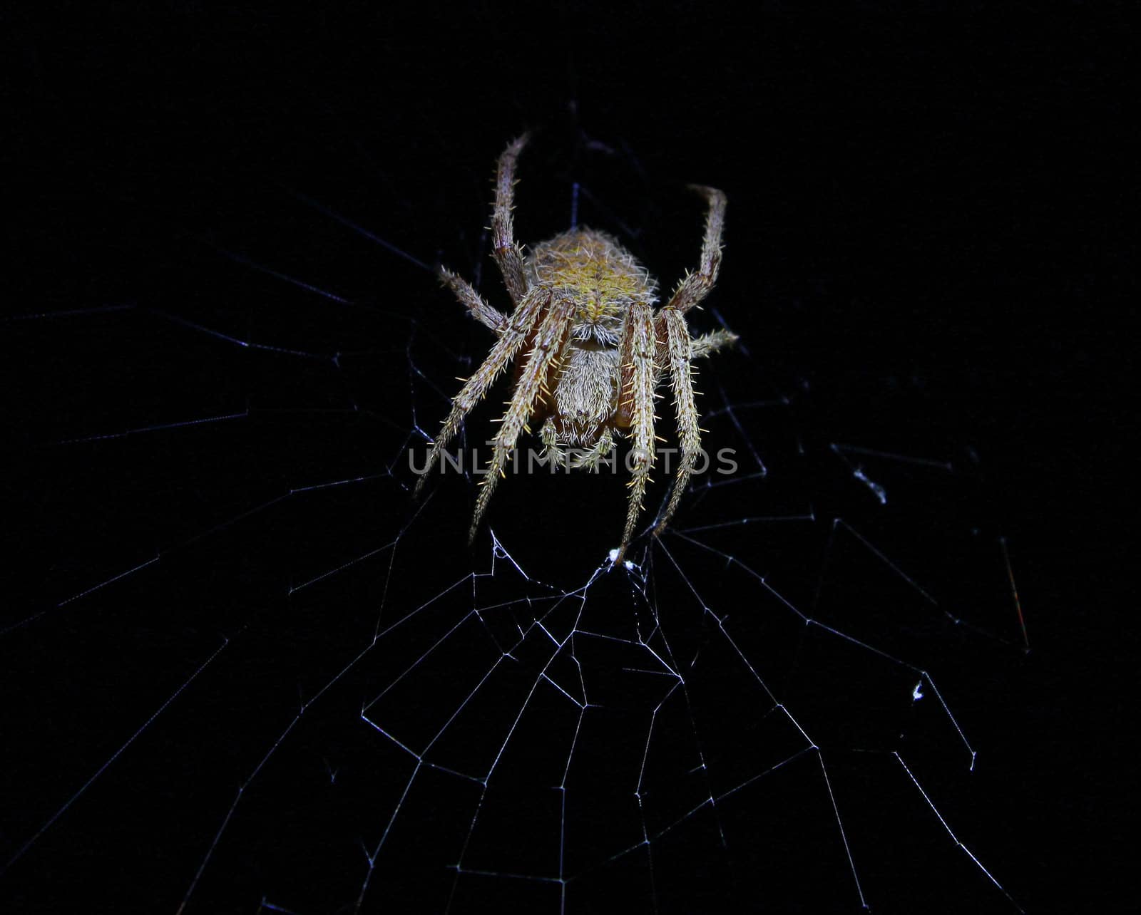 A scary mean and nasty looking Spider (arachnid) in his web at night time