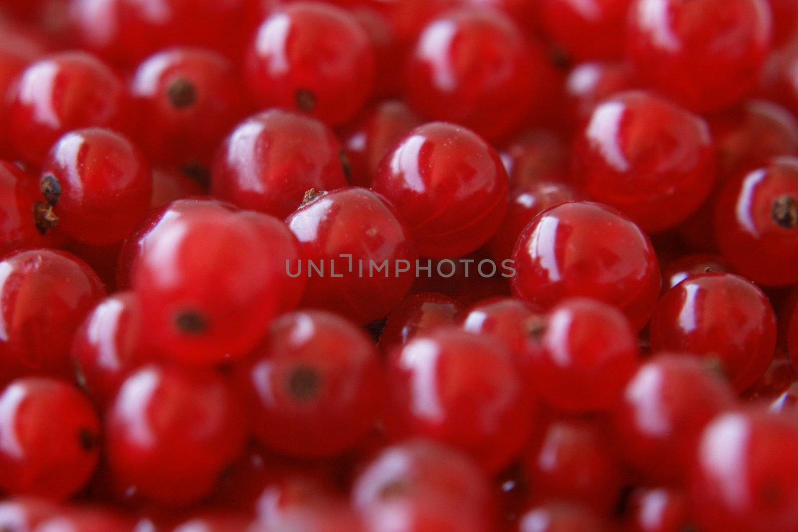 red currant red currant by yucas