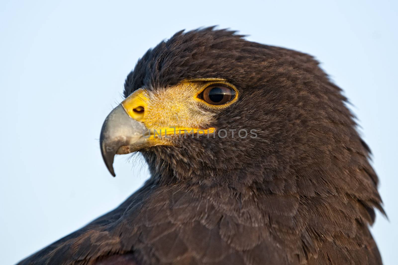 A beautiful Harris Hawk or Parabuteo Unicinctus, also known as the Bay-Winged Hawk or Dusky Hawk.
